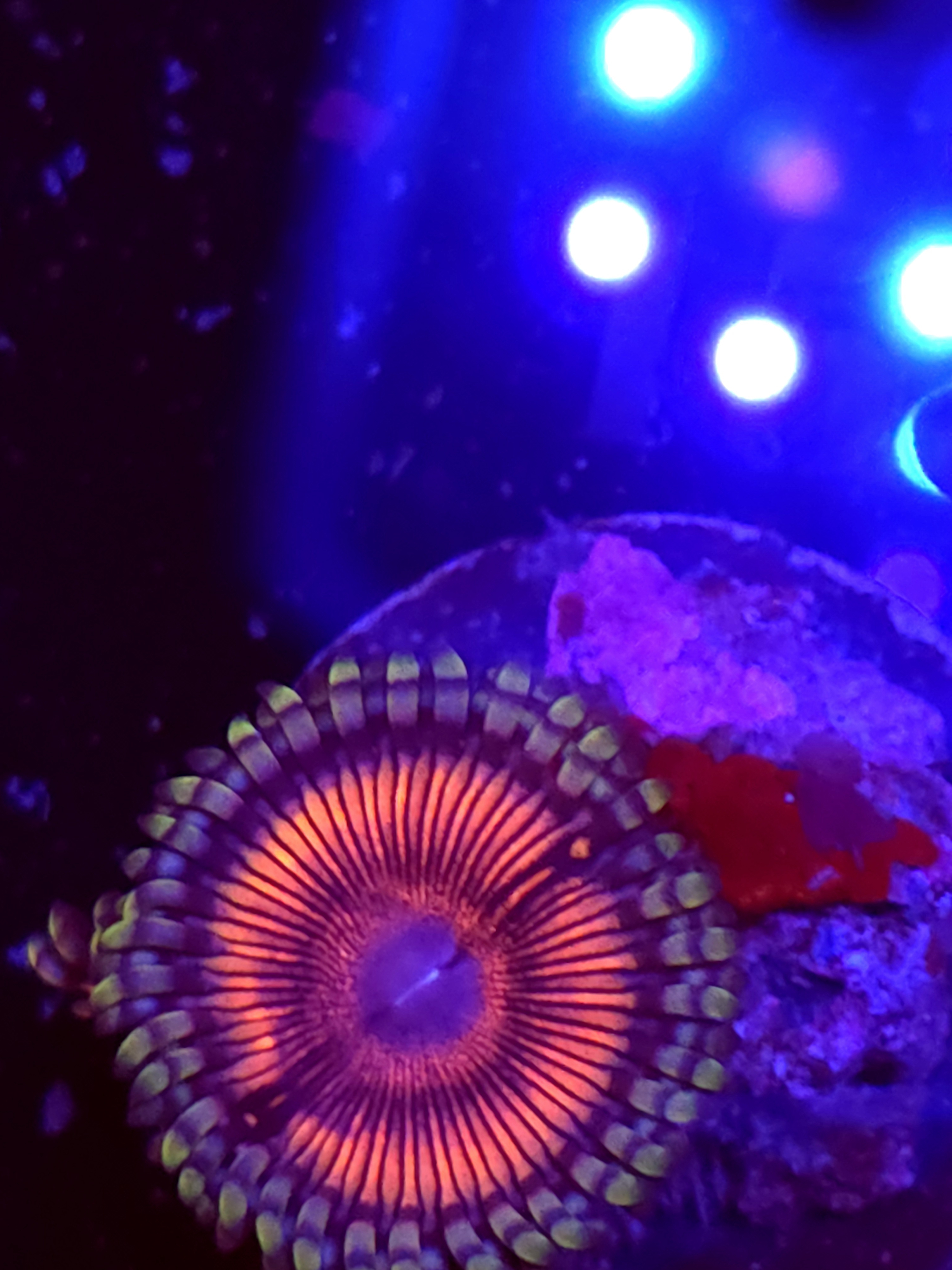 SBB "No Name" Zoa 2 Polyps