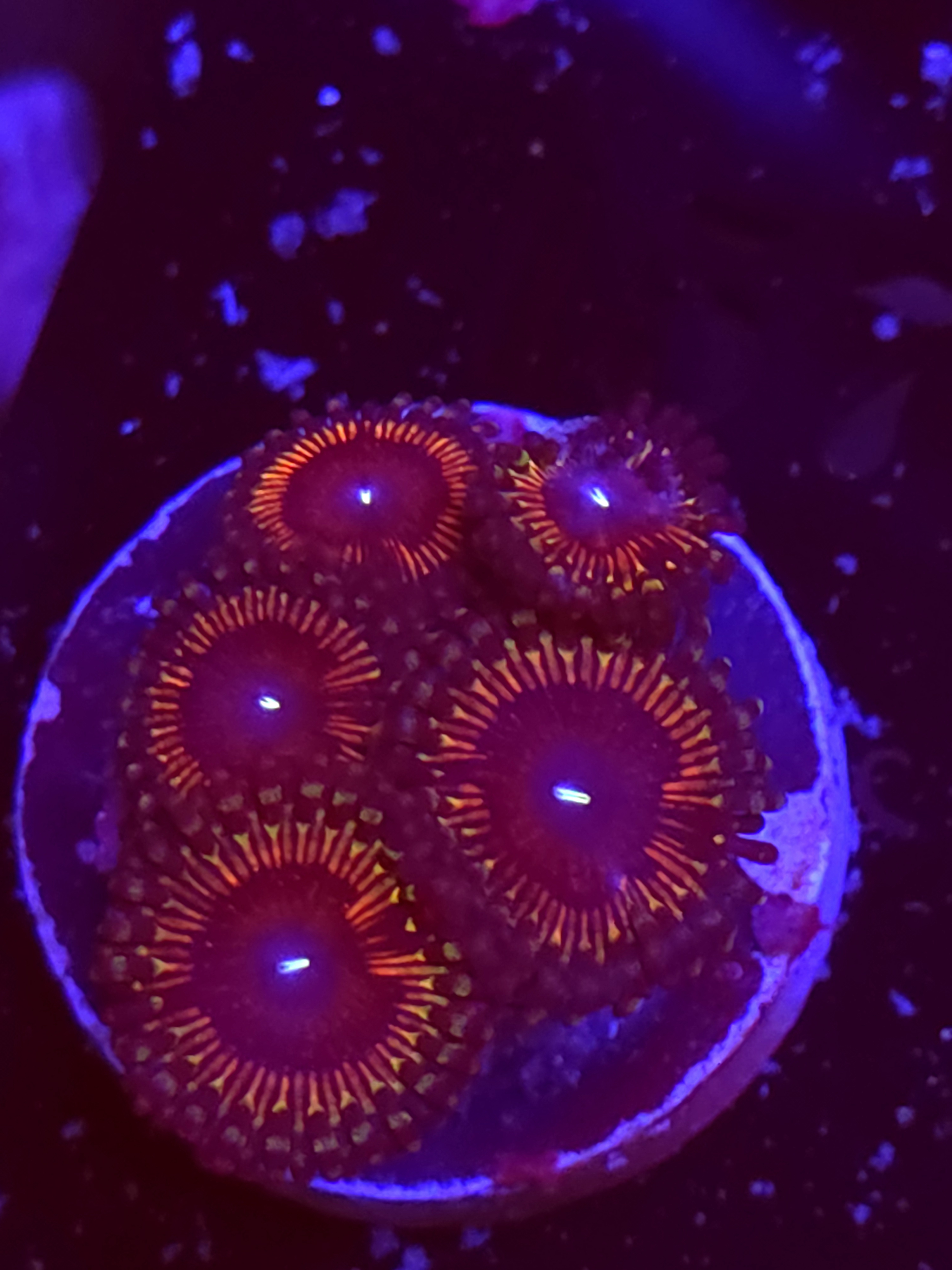 SBB "No Name" Zoa Mini Colony