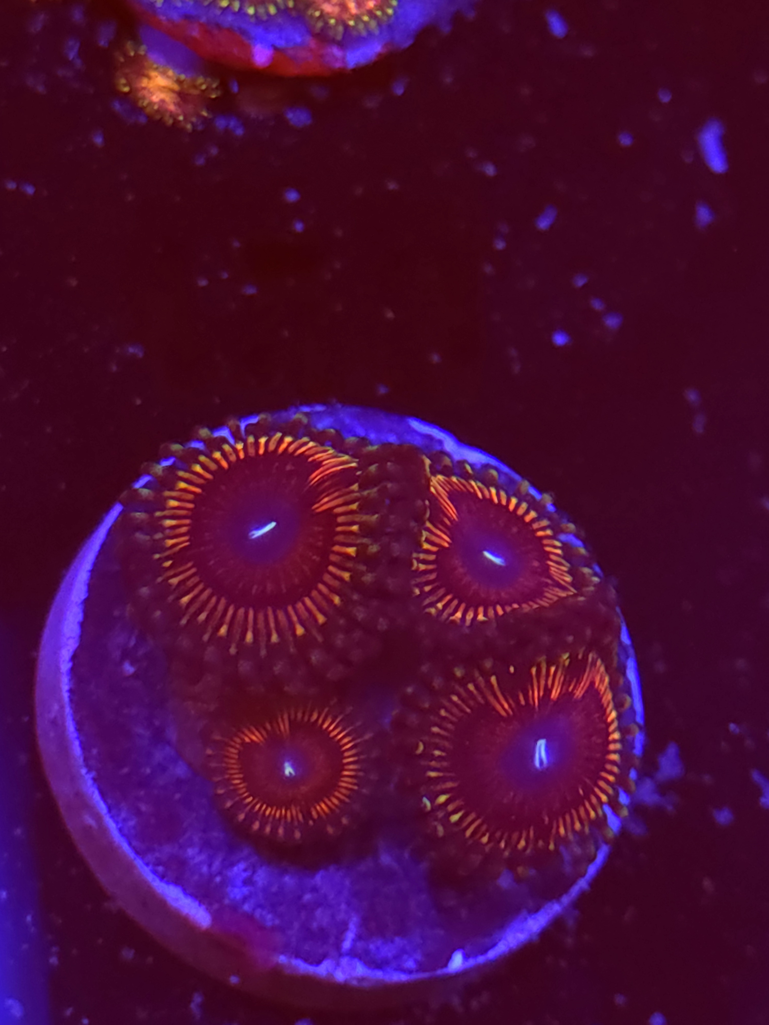 SBB "No Name" Zoa 3 Polyps