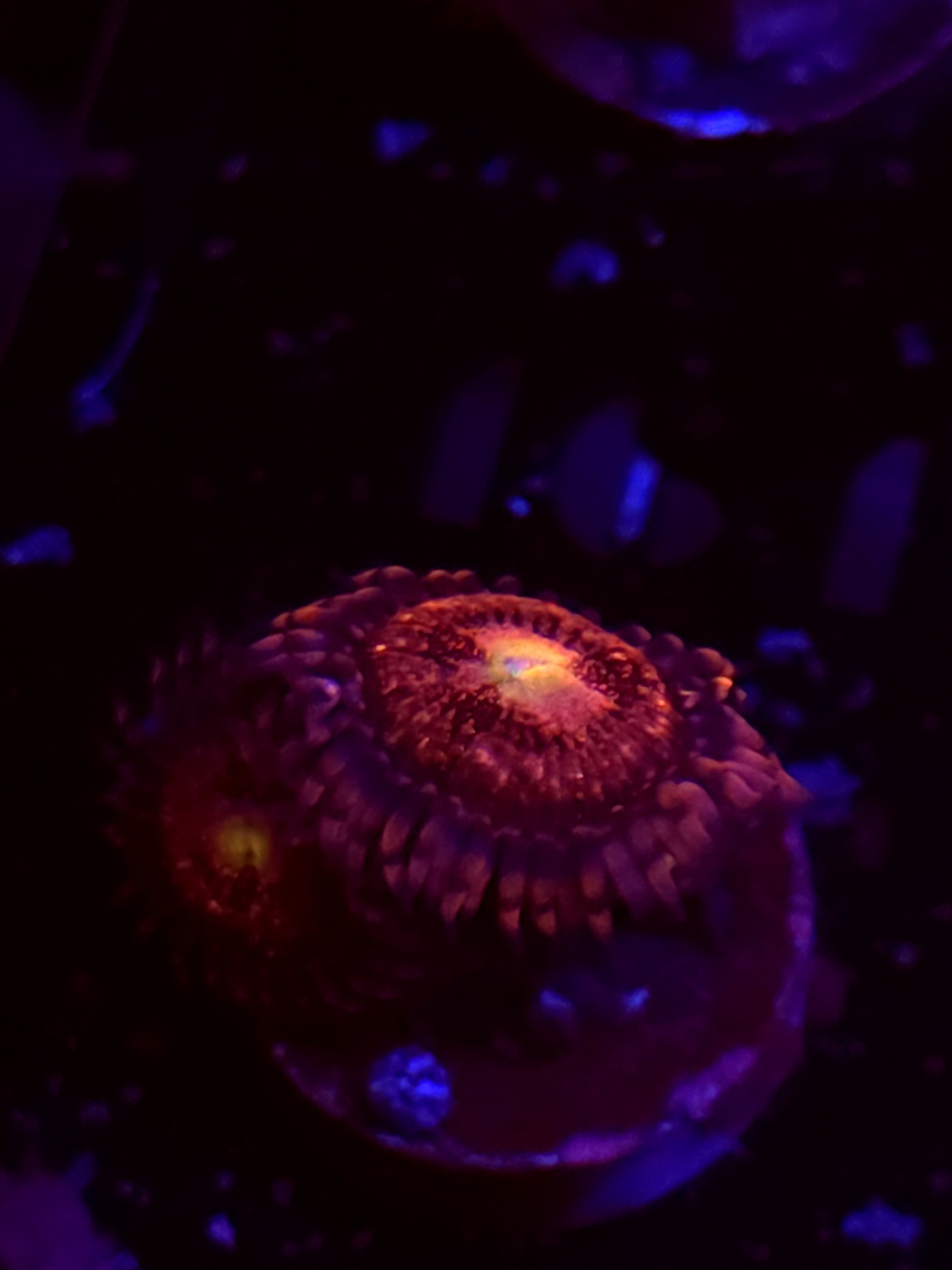 SBB "No Name" Zoa 1 Polyp