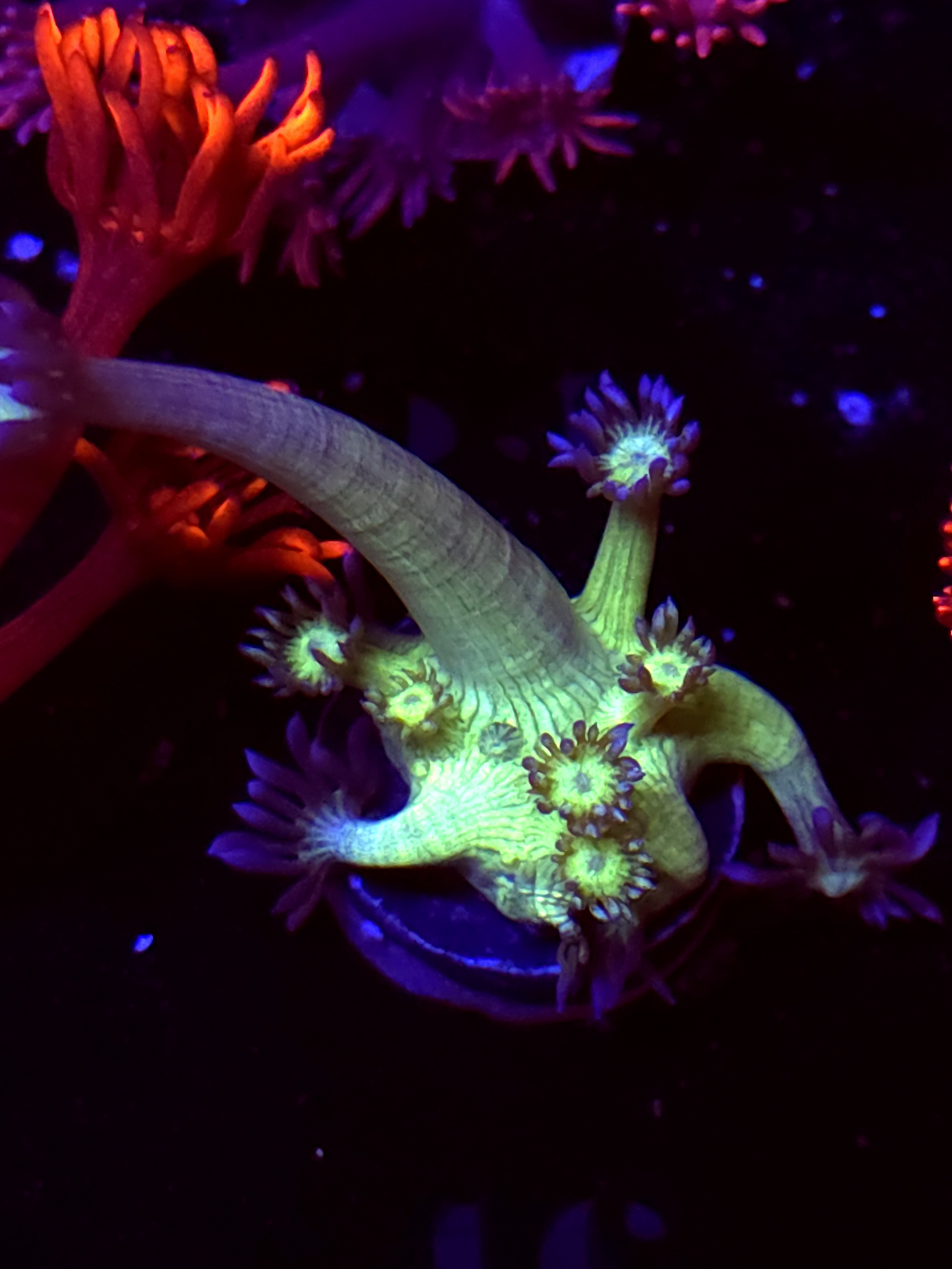 SBB "Gemstone" Goni Medium