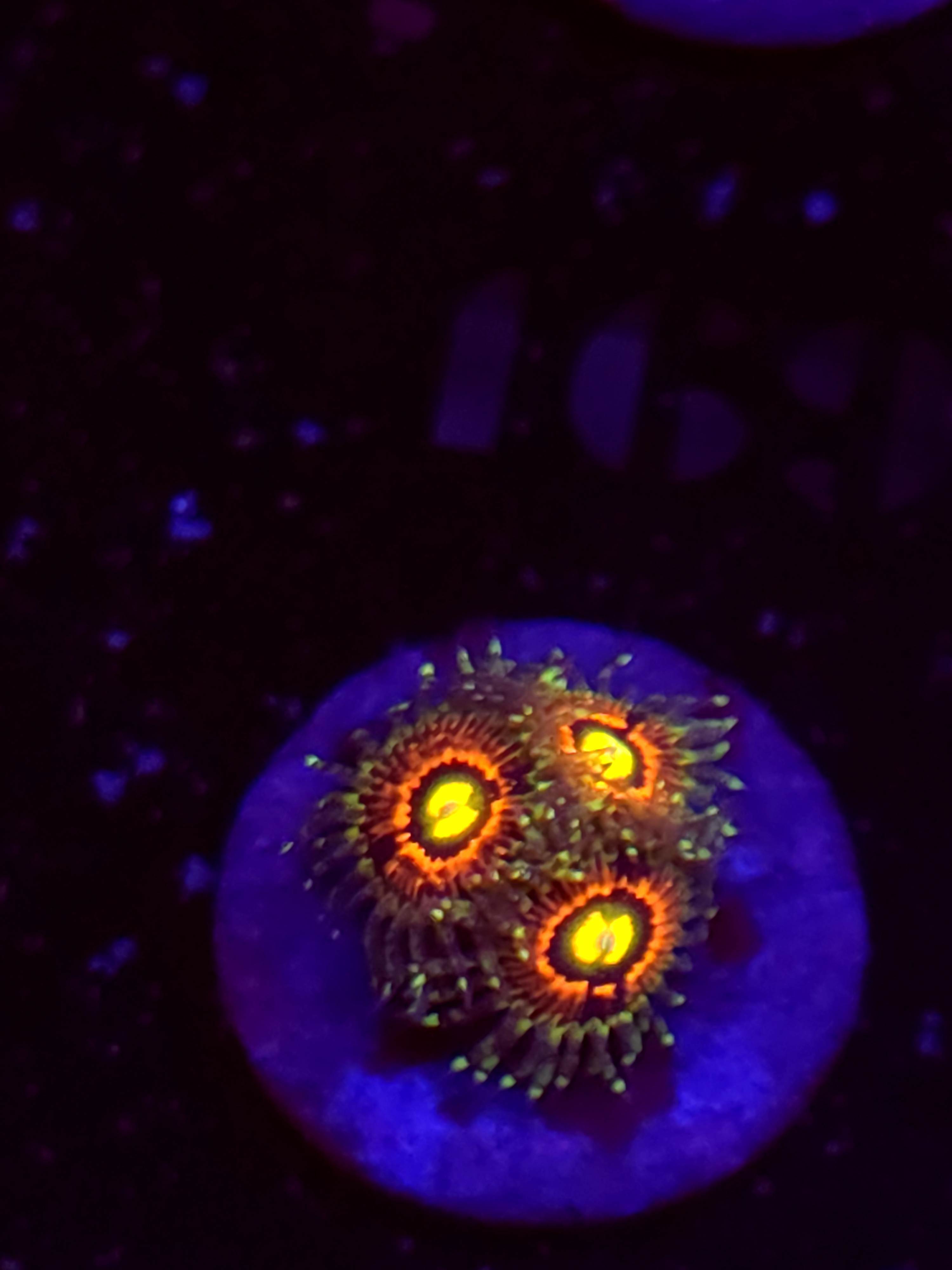 SBB "Rainbow incinerator" Zoa 3 Polyps