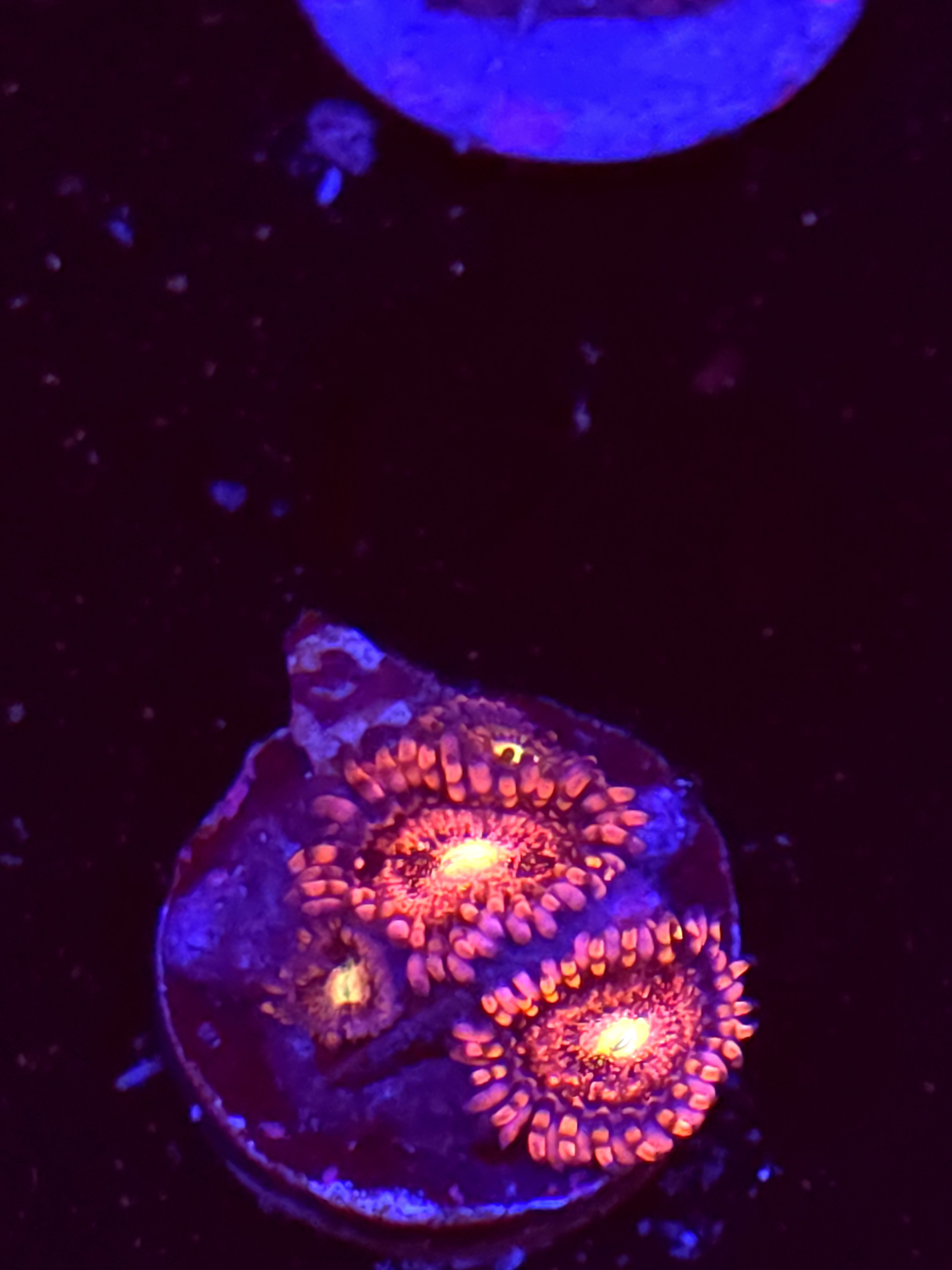 SBB "No Name" Zoa 3 Polyps