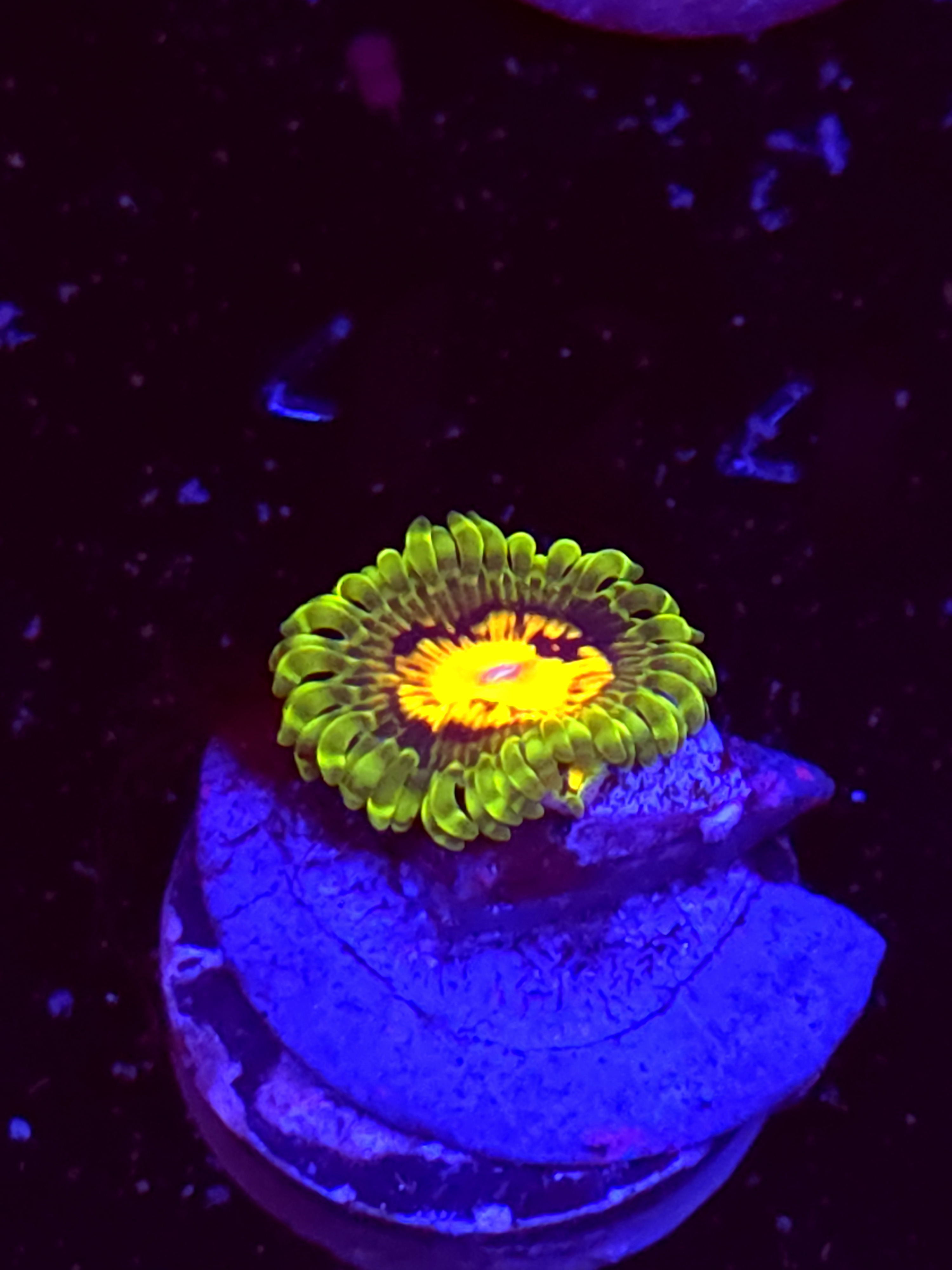 SBB "Marvin the Martion zoa" Zoa 1 Polyp