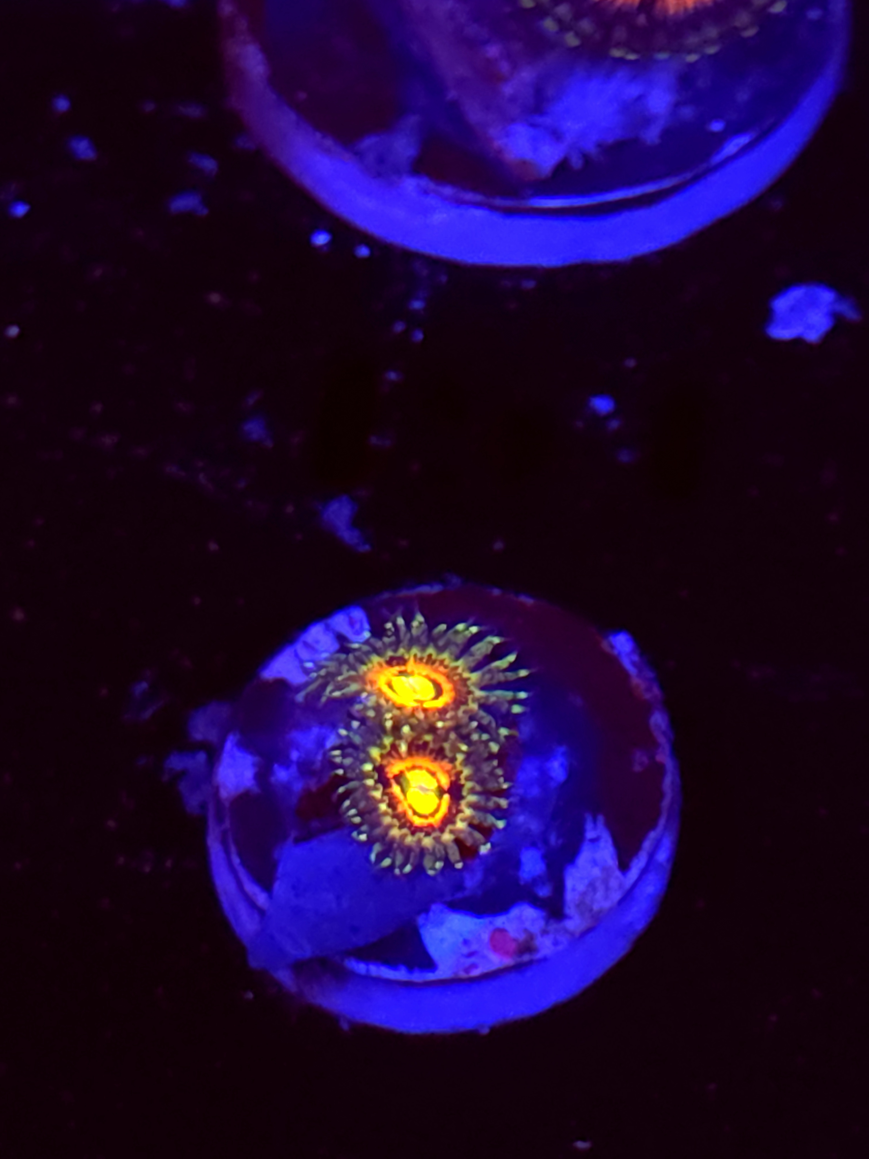 SBB "No Name" Zoa 2 Polyps