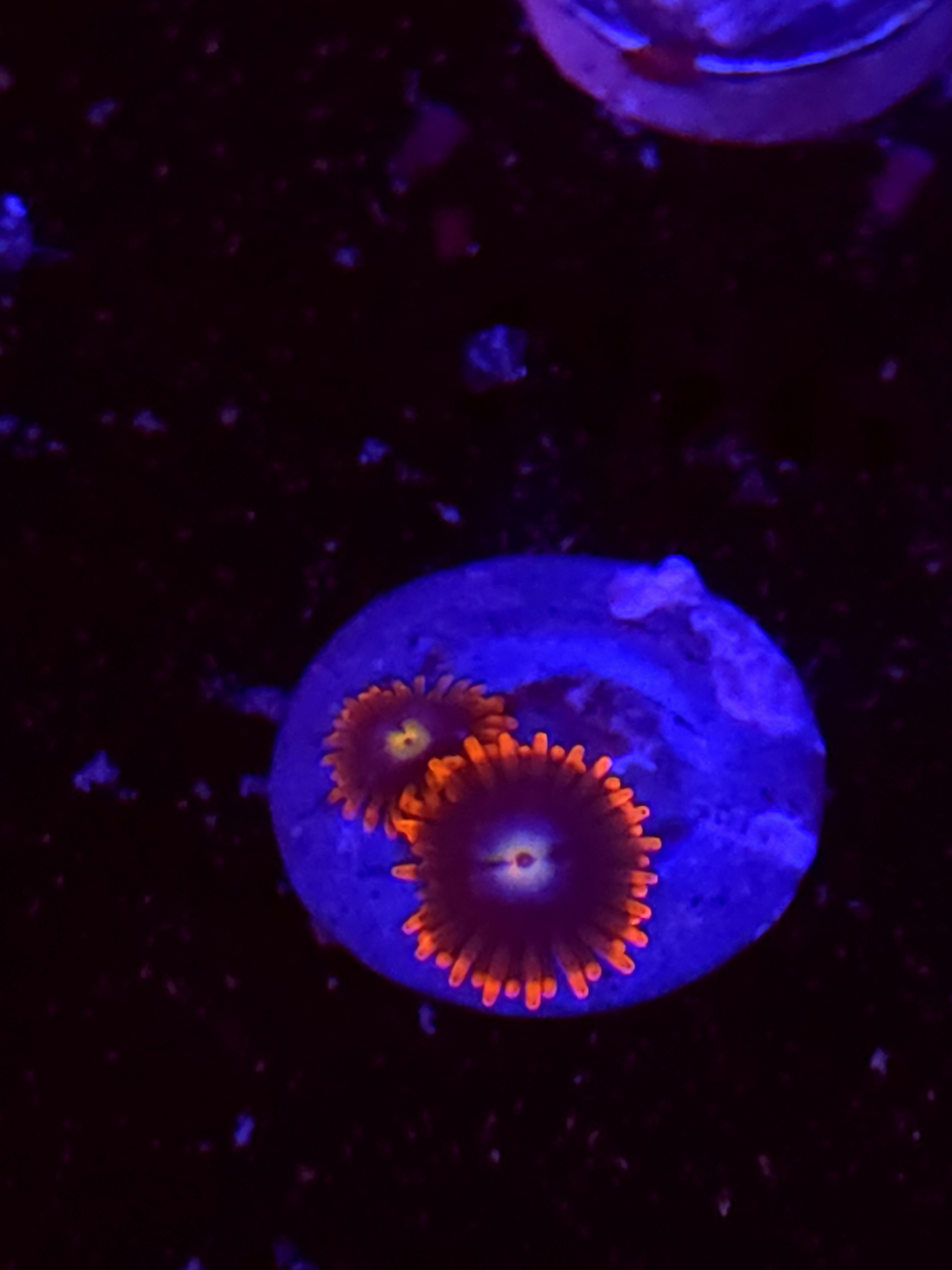 SBB "No Name" Zoa 2 Polyps
