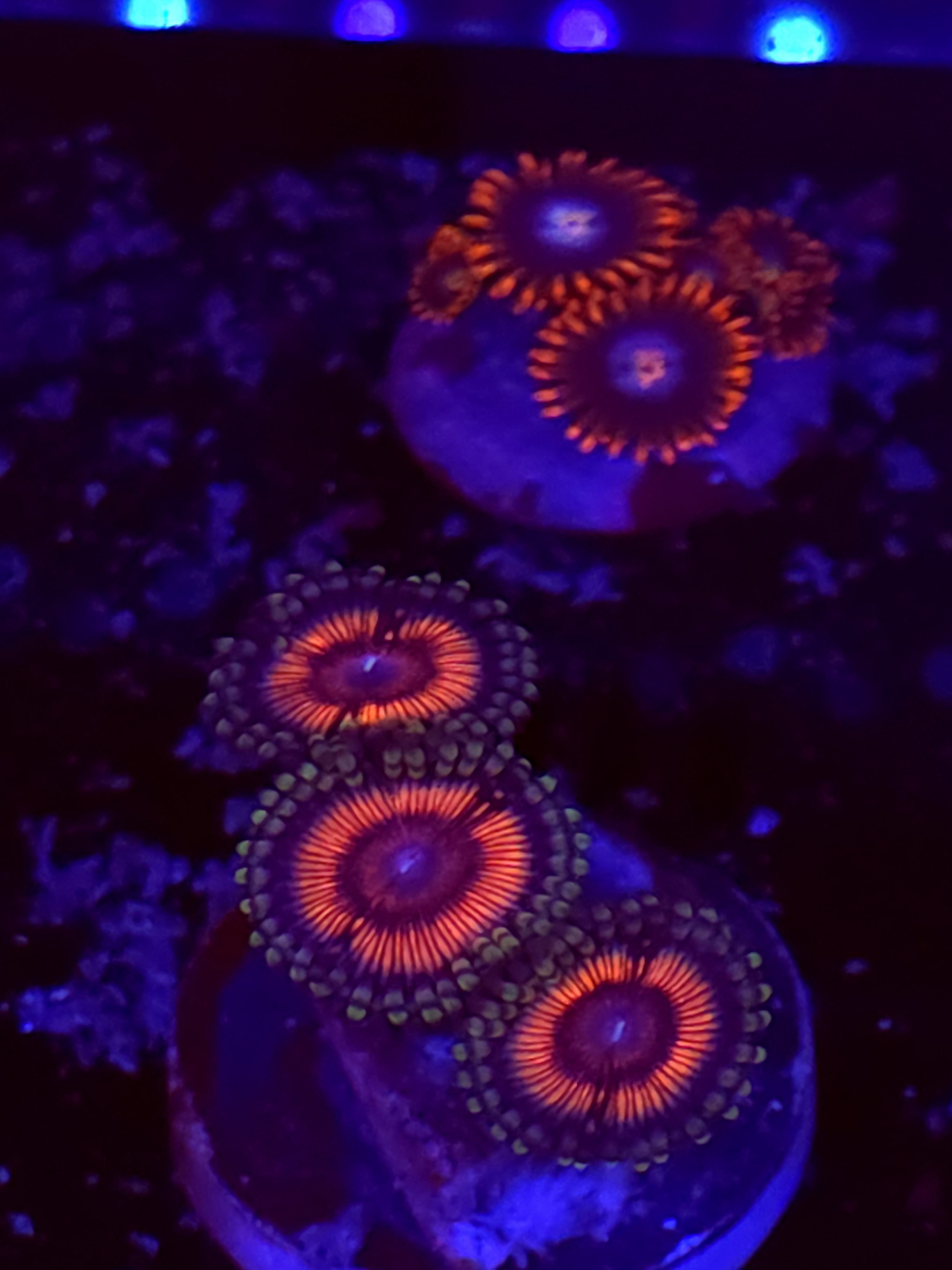 SBB "No Name" Zoa 3 Polyps