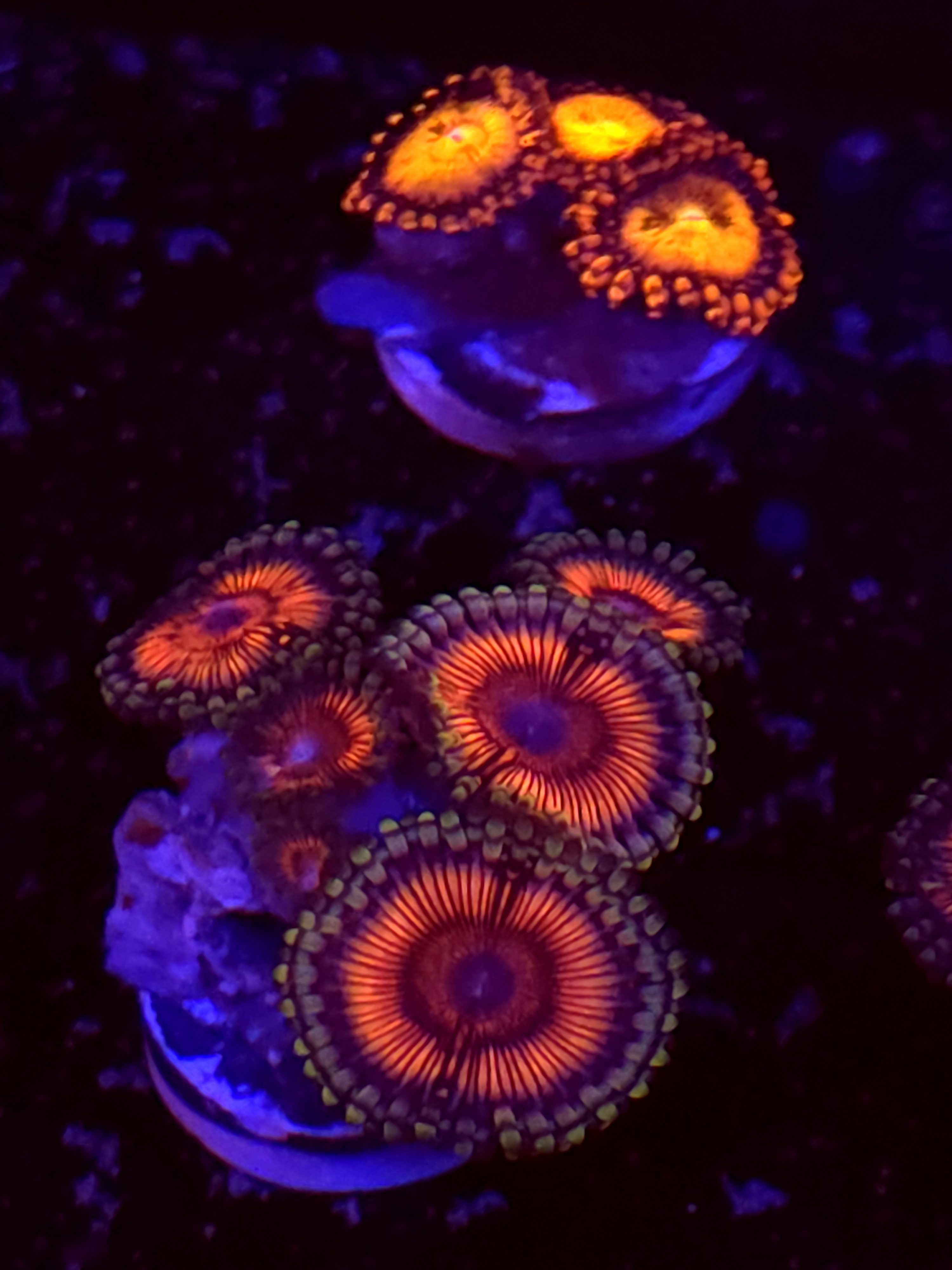 SBB "No Name" Zoa Mini Colony