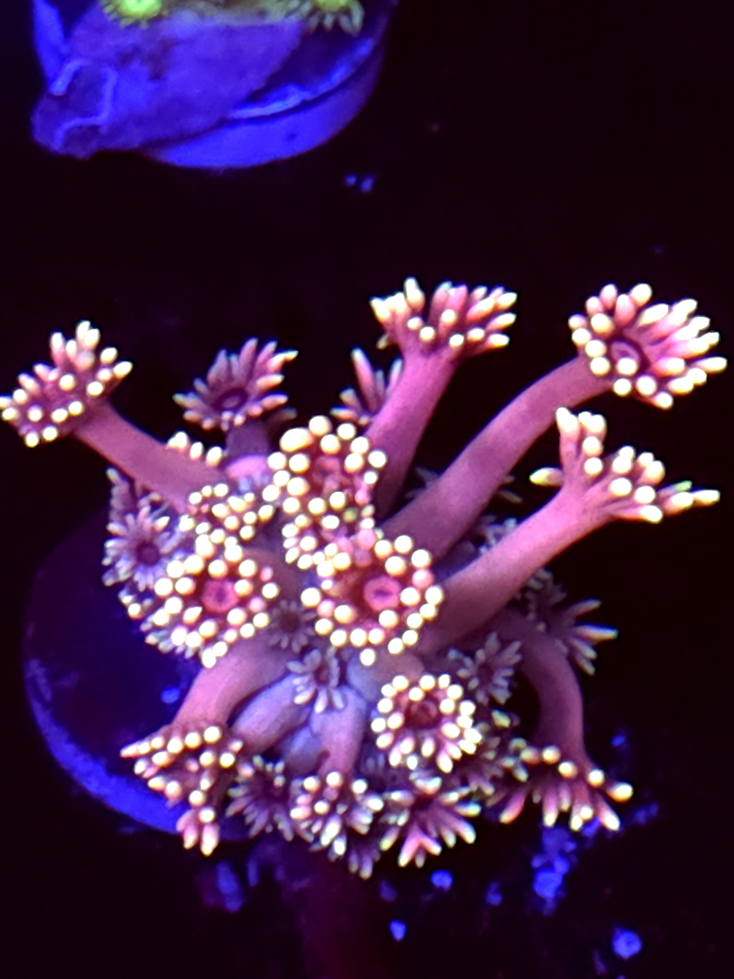 SBB "Mystery Signature" Goni Medium