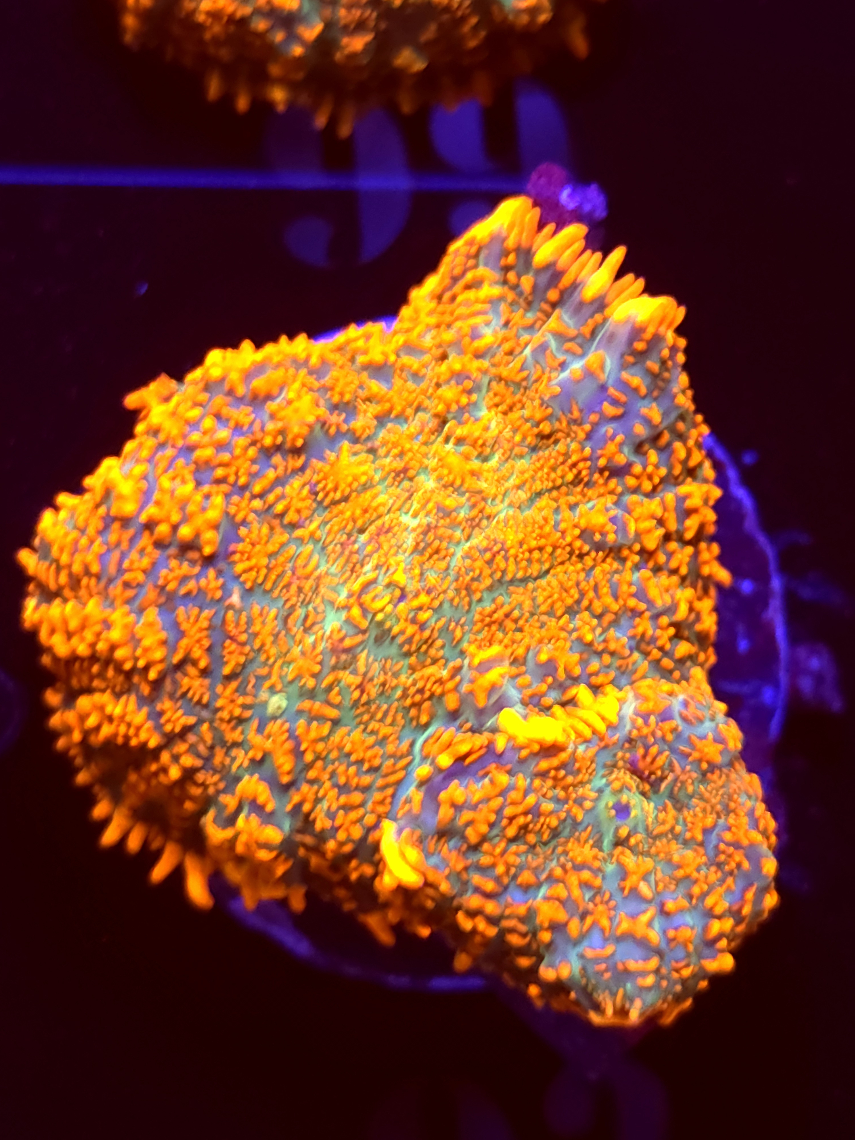 SBB "He Man" Mushroom Large