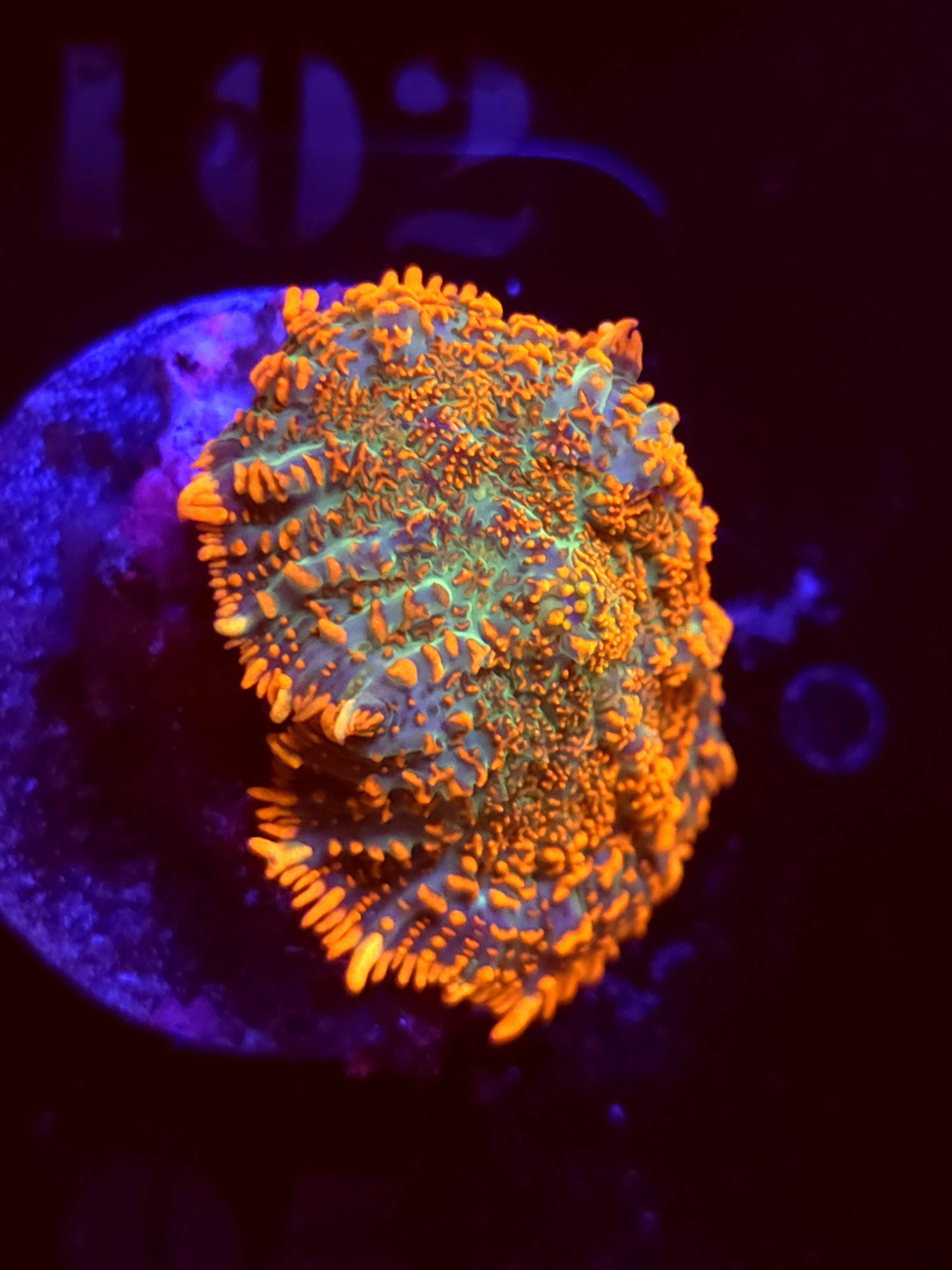 SBB "Mystery Signature" Mushroom Large