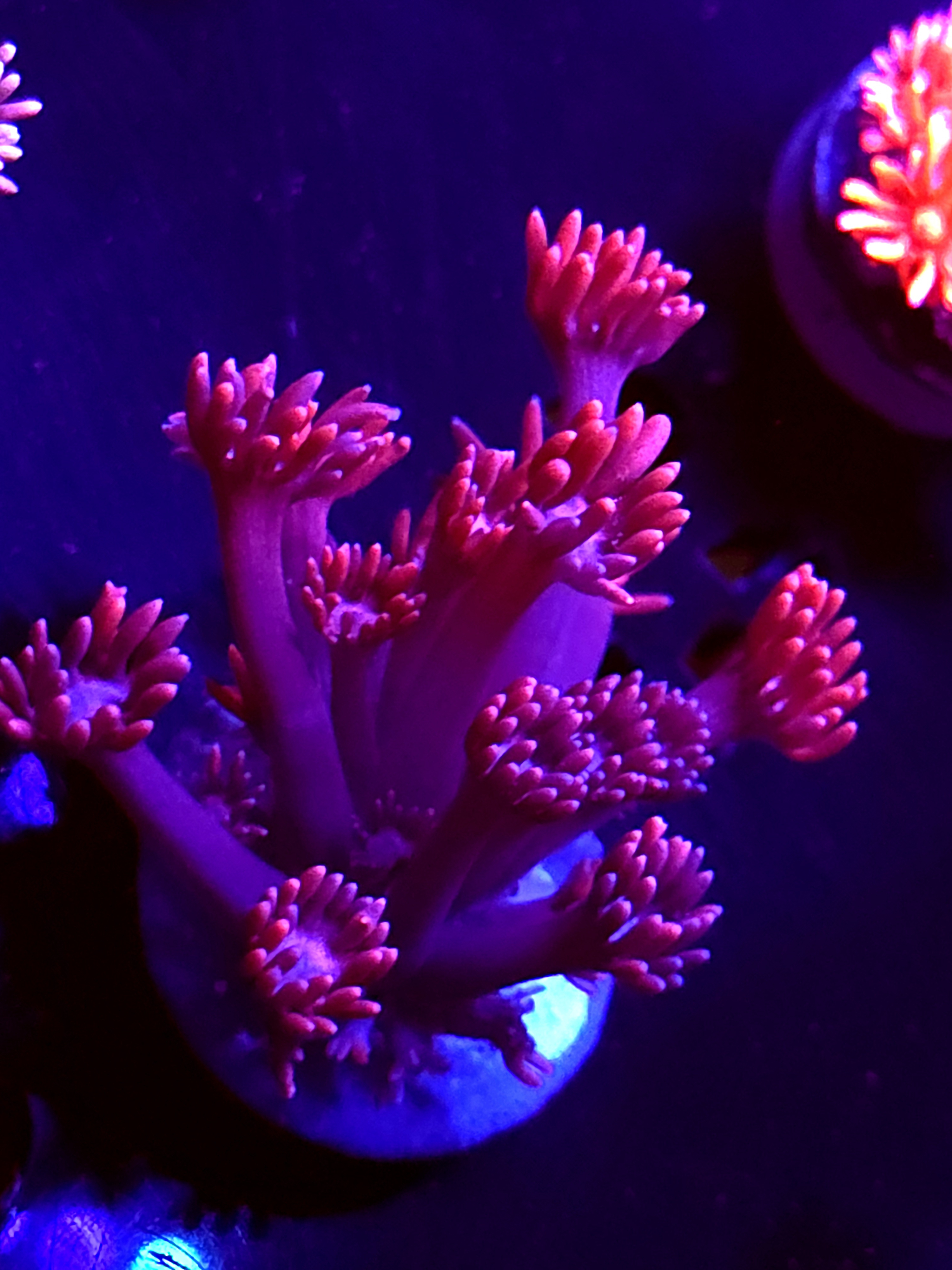 SBB "Mystery Signature" Goni Small