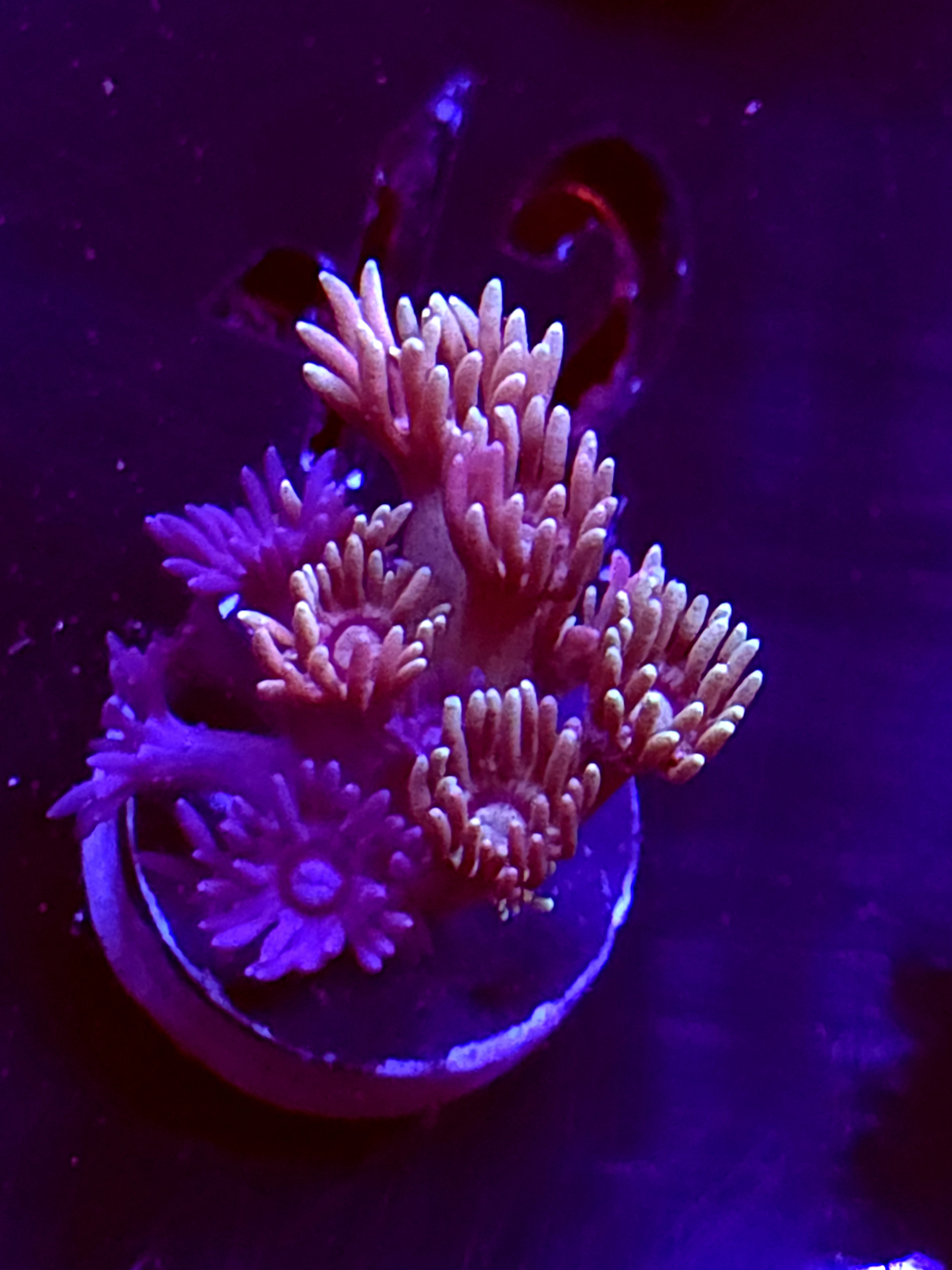 SBB "Orbit Honey" Goni Small