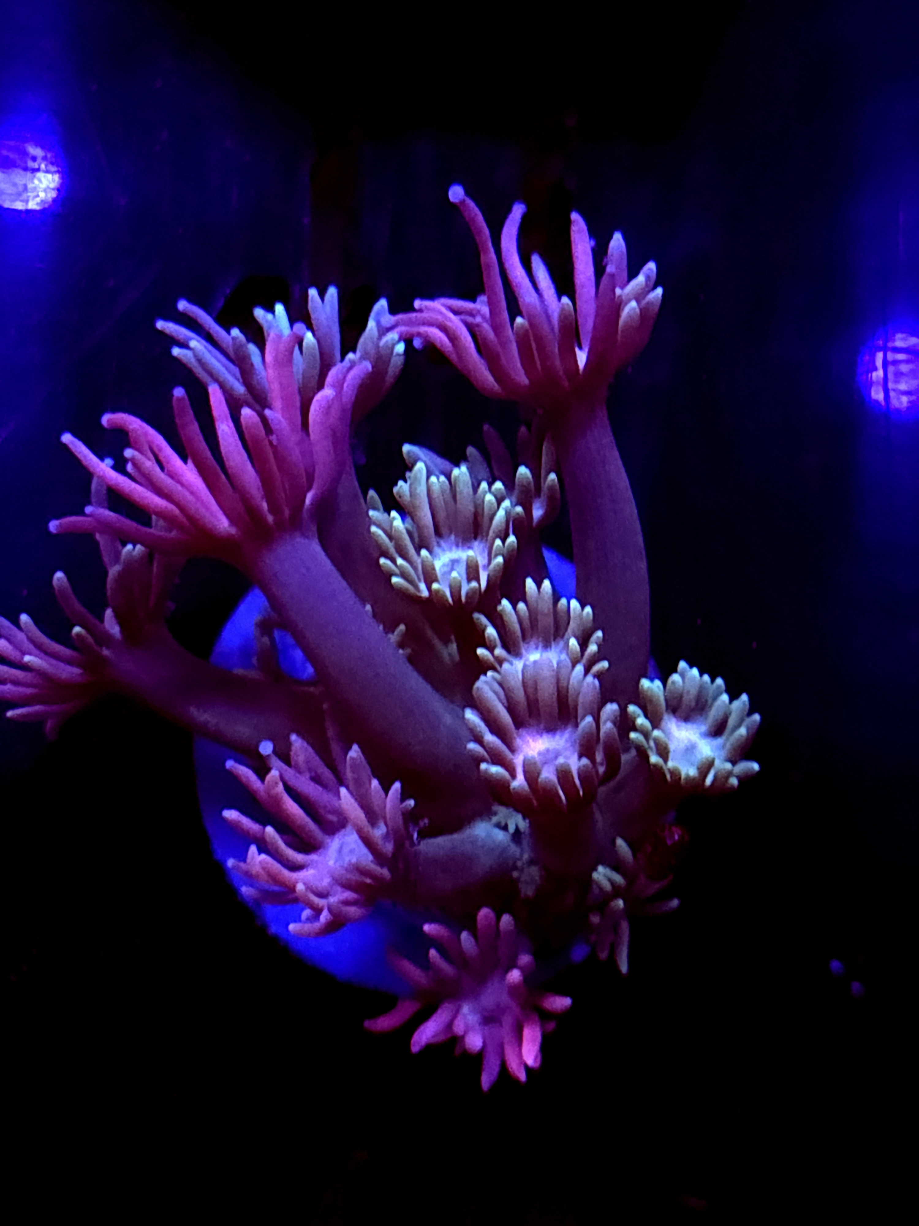 SBB "Magic Swirl" Goni Small