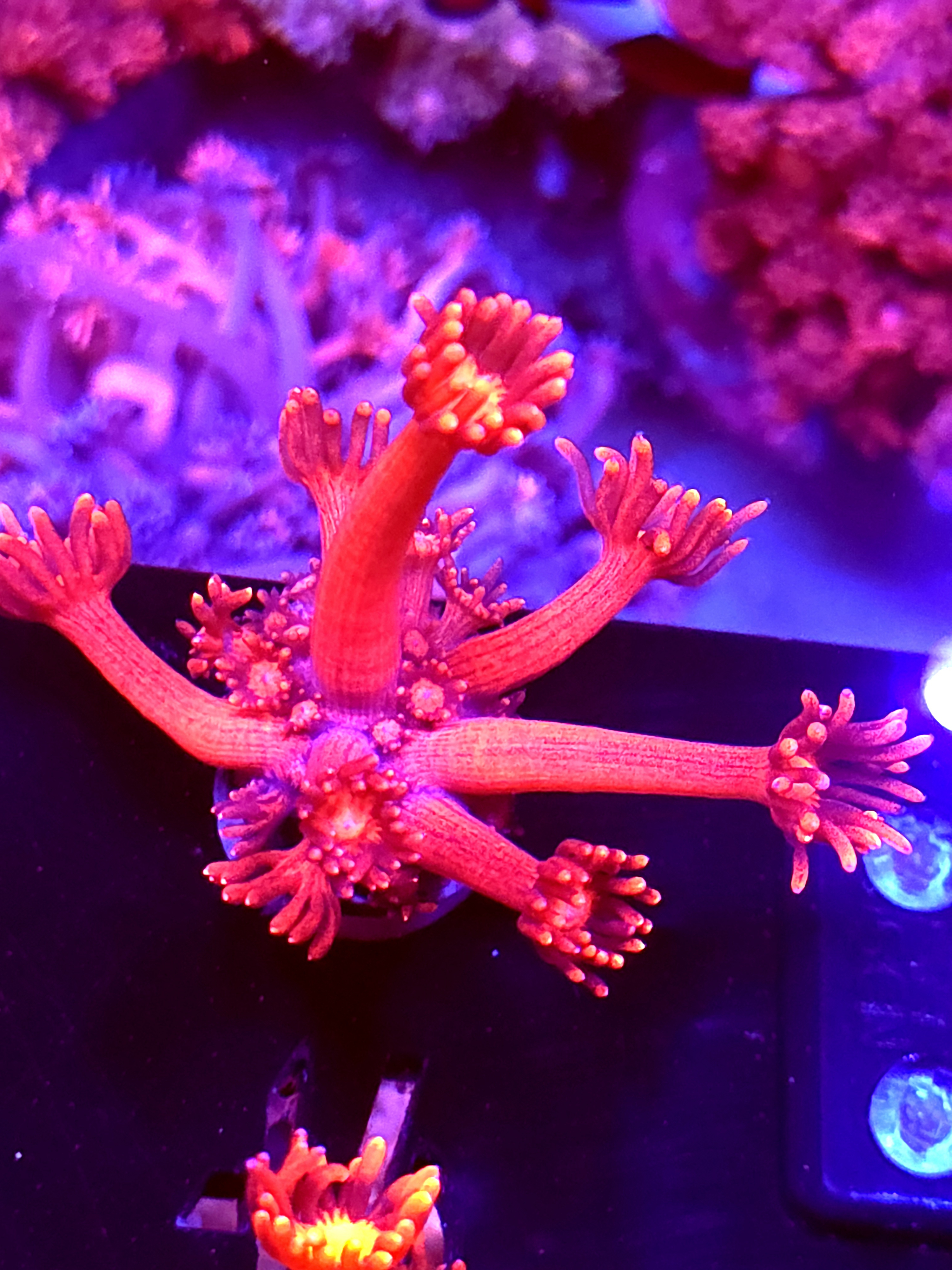 SBB "Ghost Ember" Goni Medium