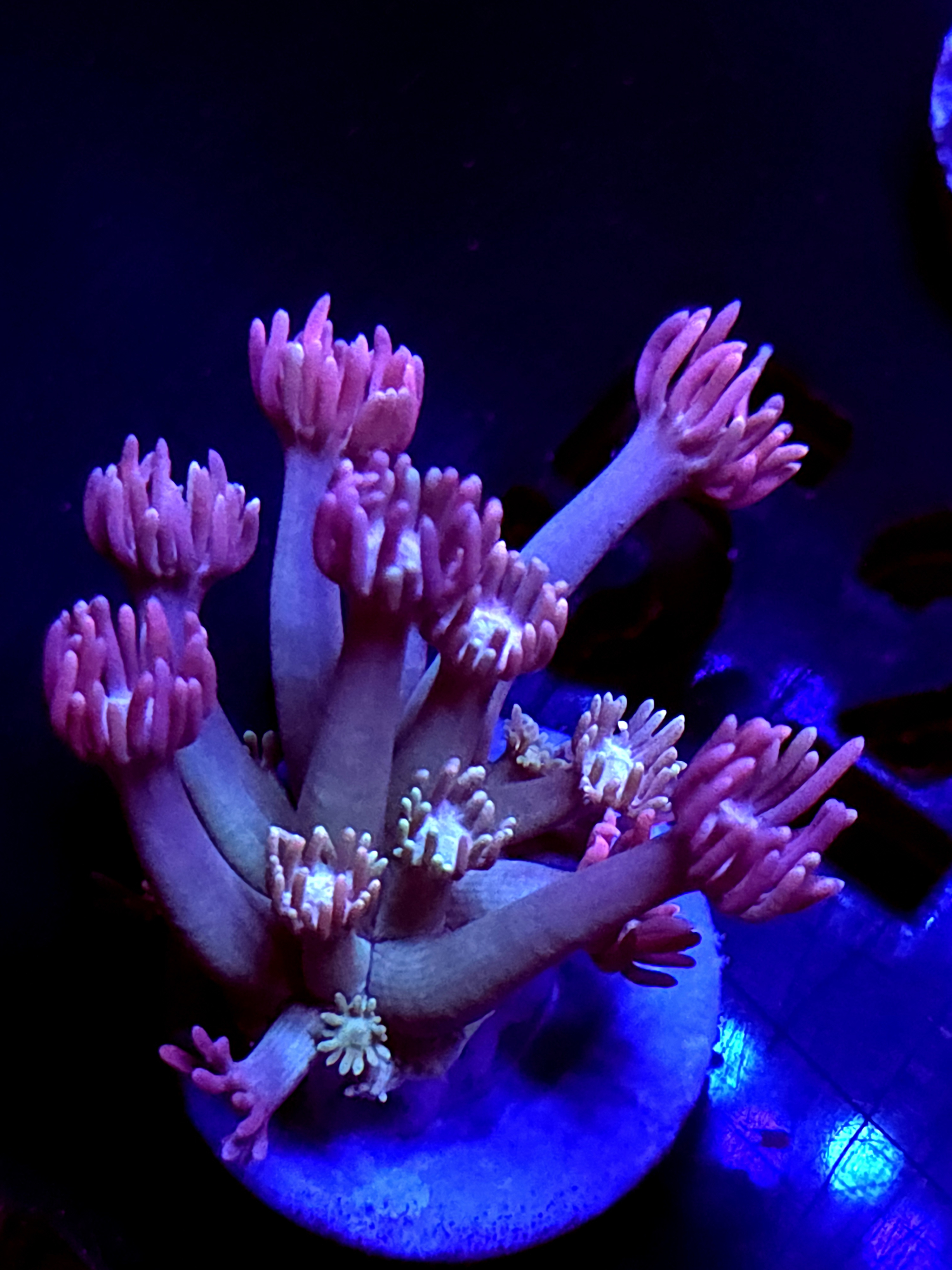 SBB "Magic Swirl" Goni Medium