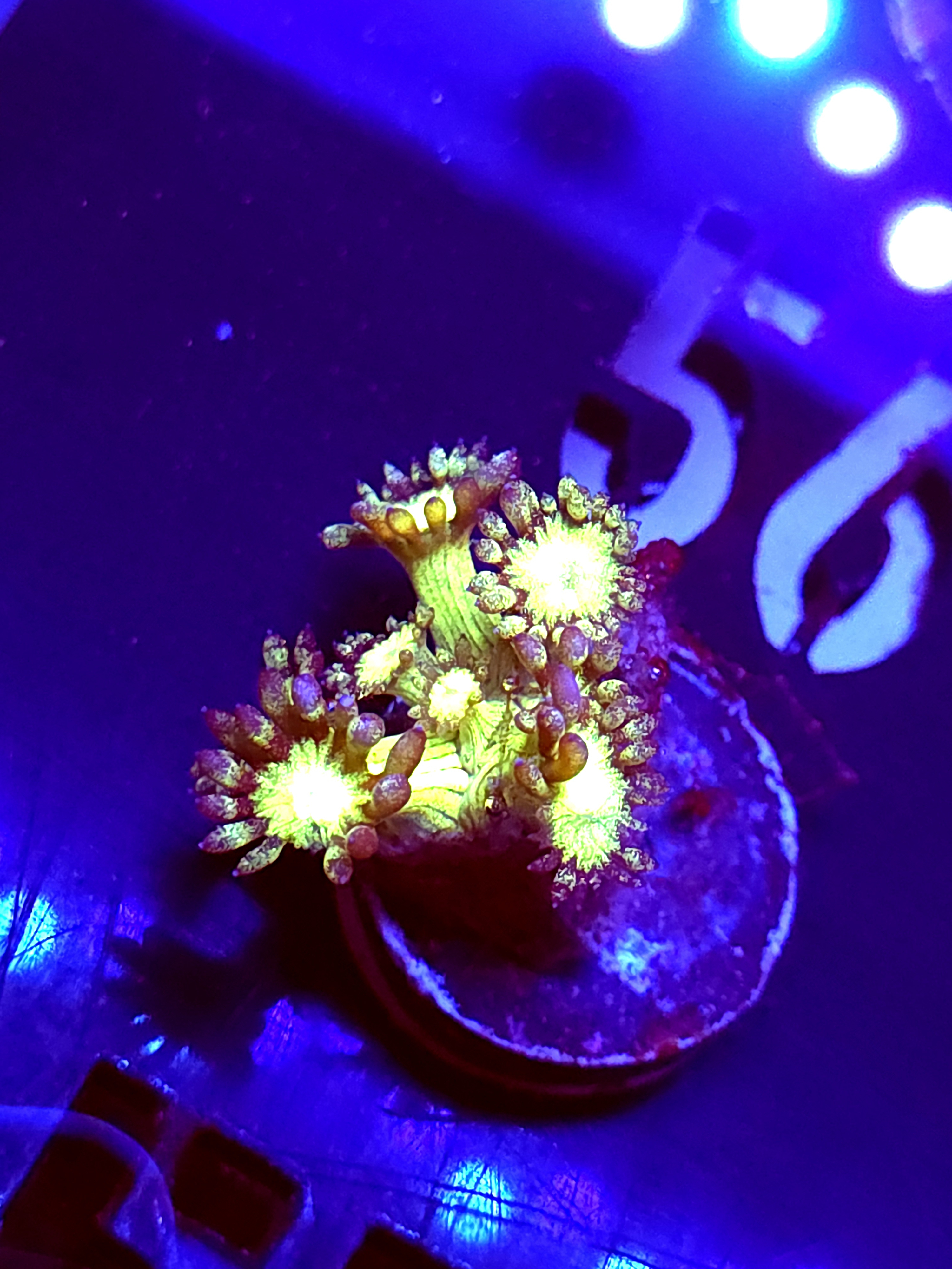 SBB "Gemstone" Goni Medium