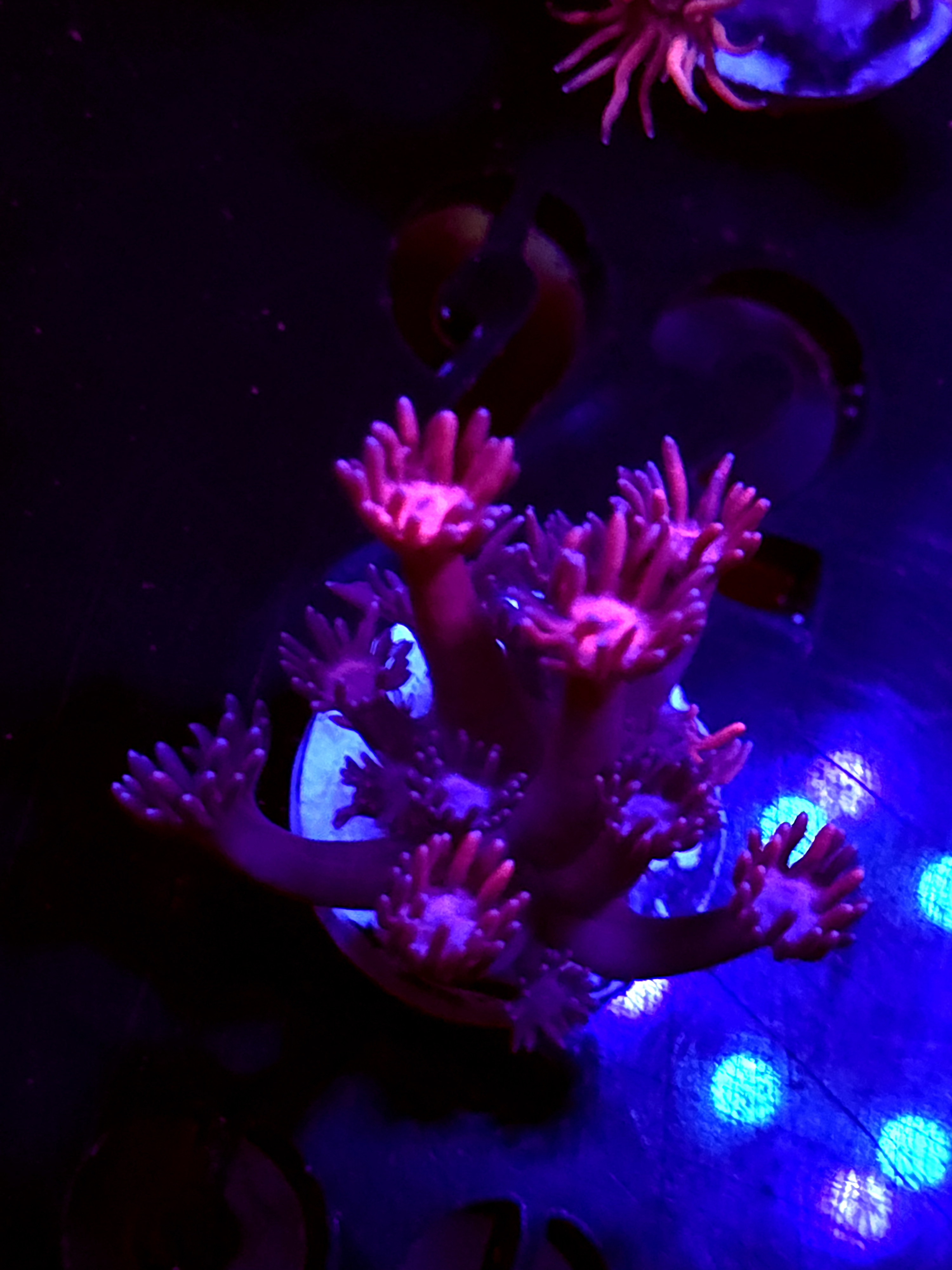 SBB "Mystery Signature" Goni Small