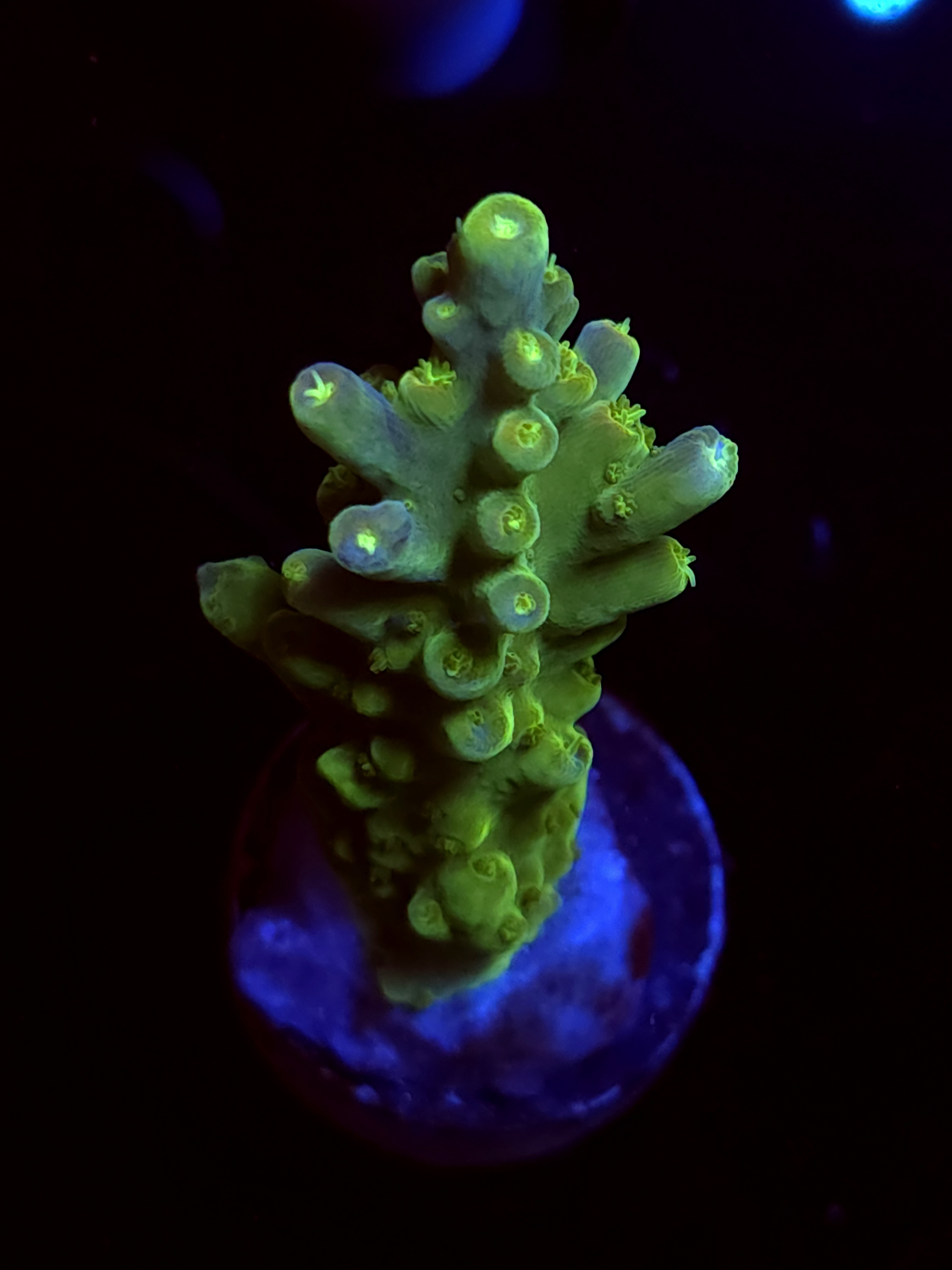 SBB "Mystery Signature" Acro Large Branch