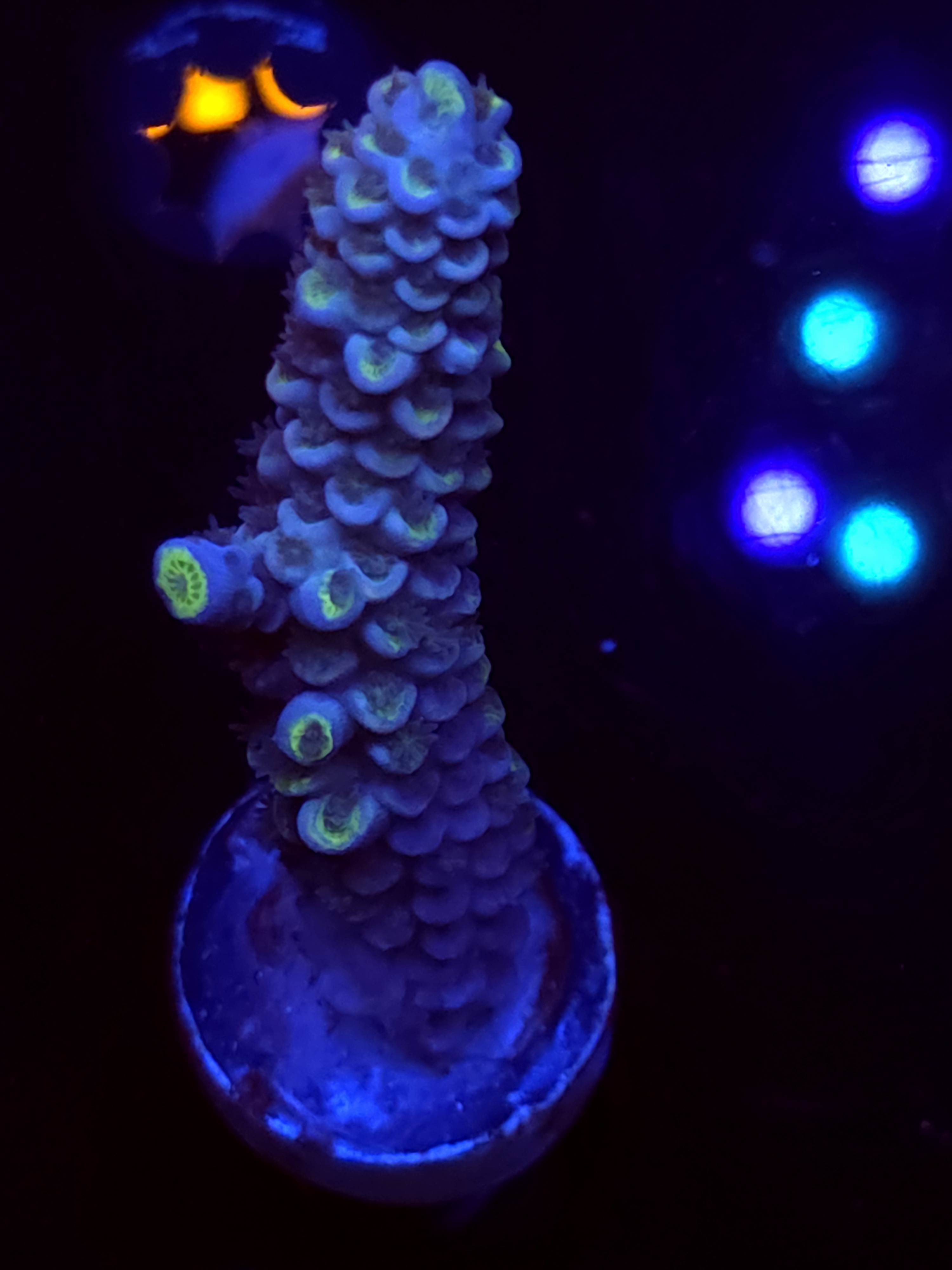 SBB "Mystery Signature" Acro Xlarge Branch