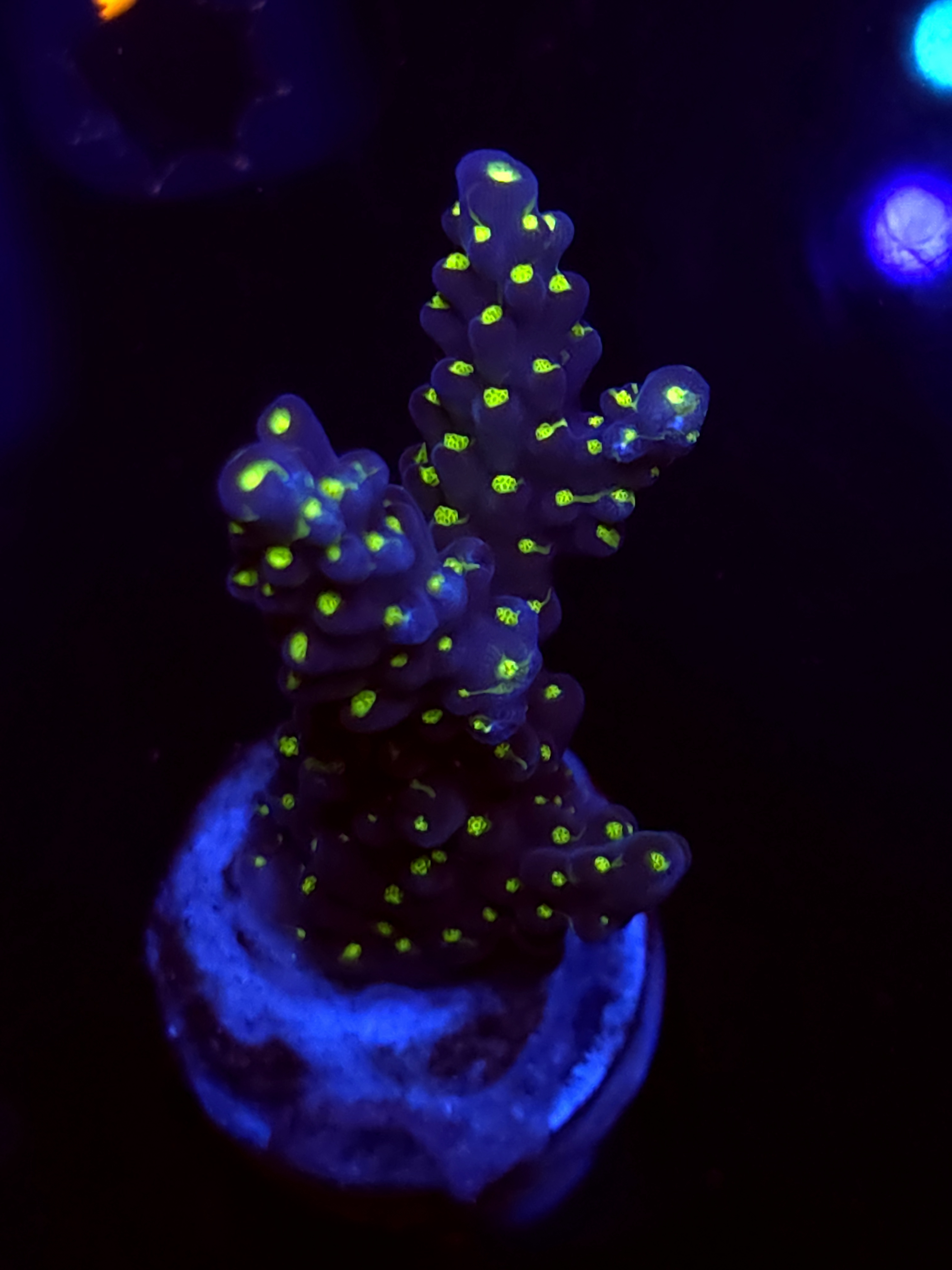 SBB "Light Saber" Acro Large 2 Branch