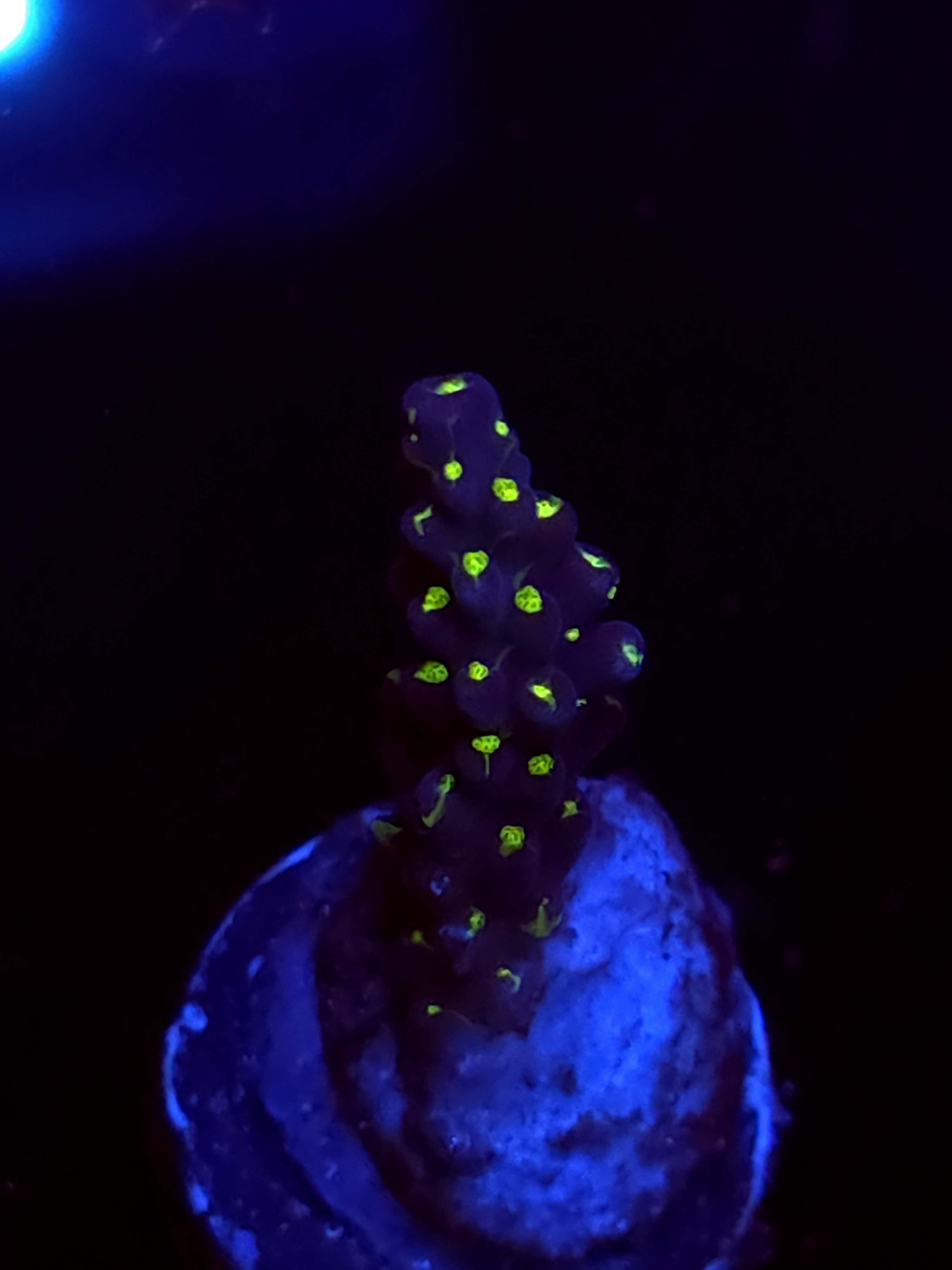 SBB "Light Saber" Acro Medium Branch