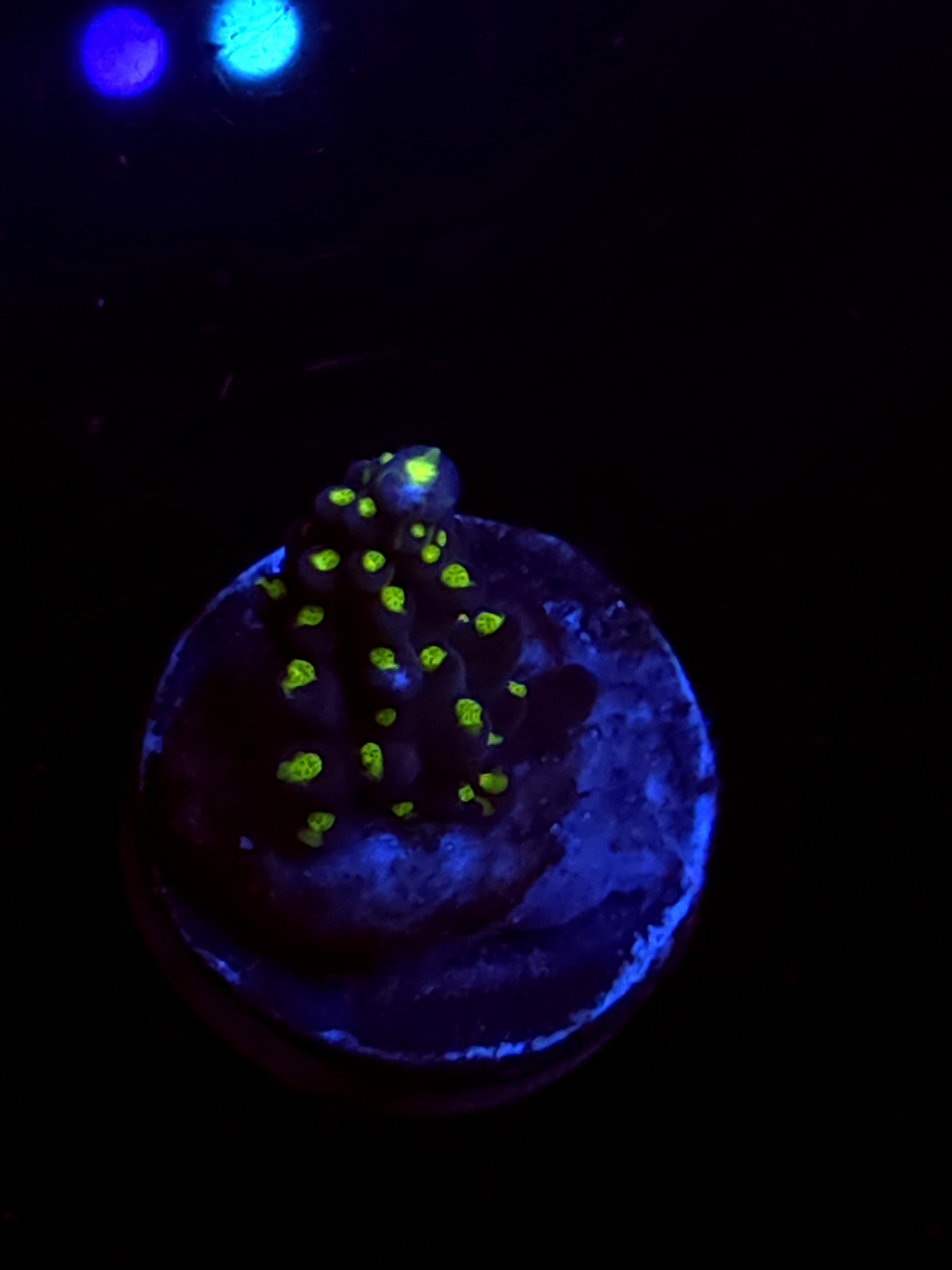 SBB "Light Saber" Acro Small Branch