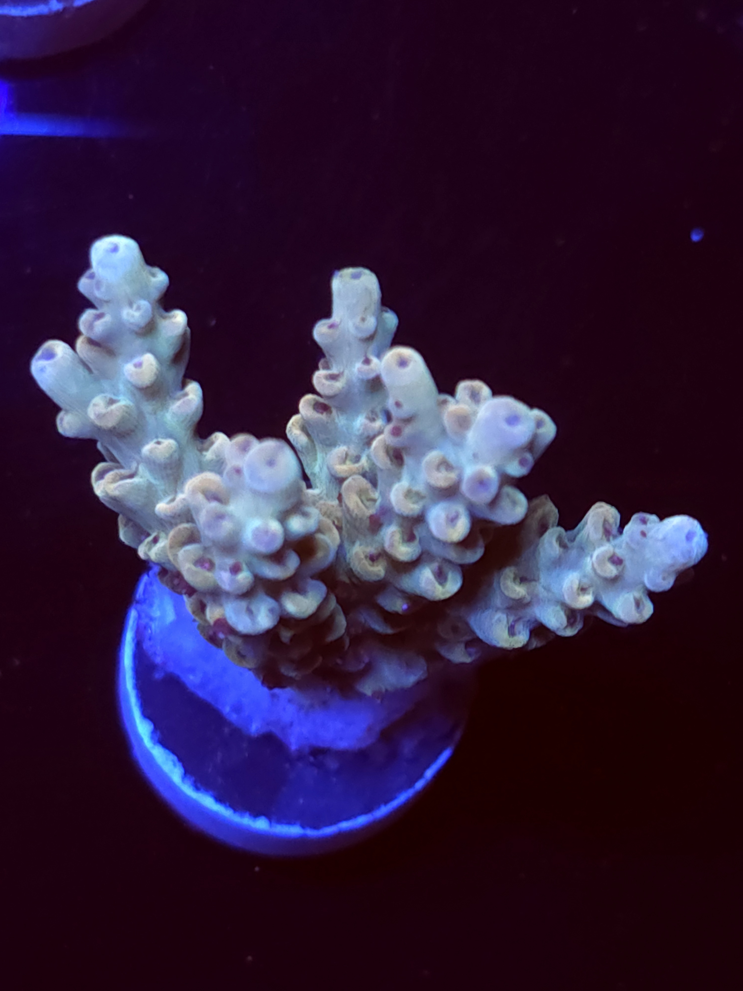 SBB "Cremebule" Acro Large Multibranch