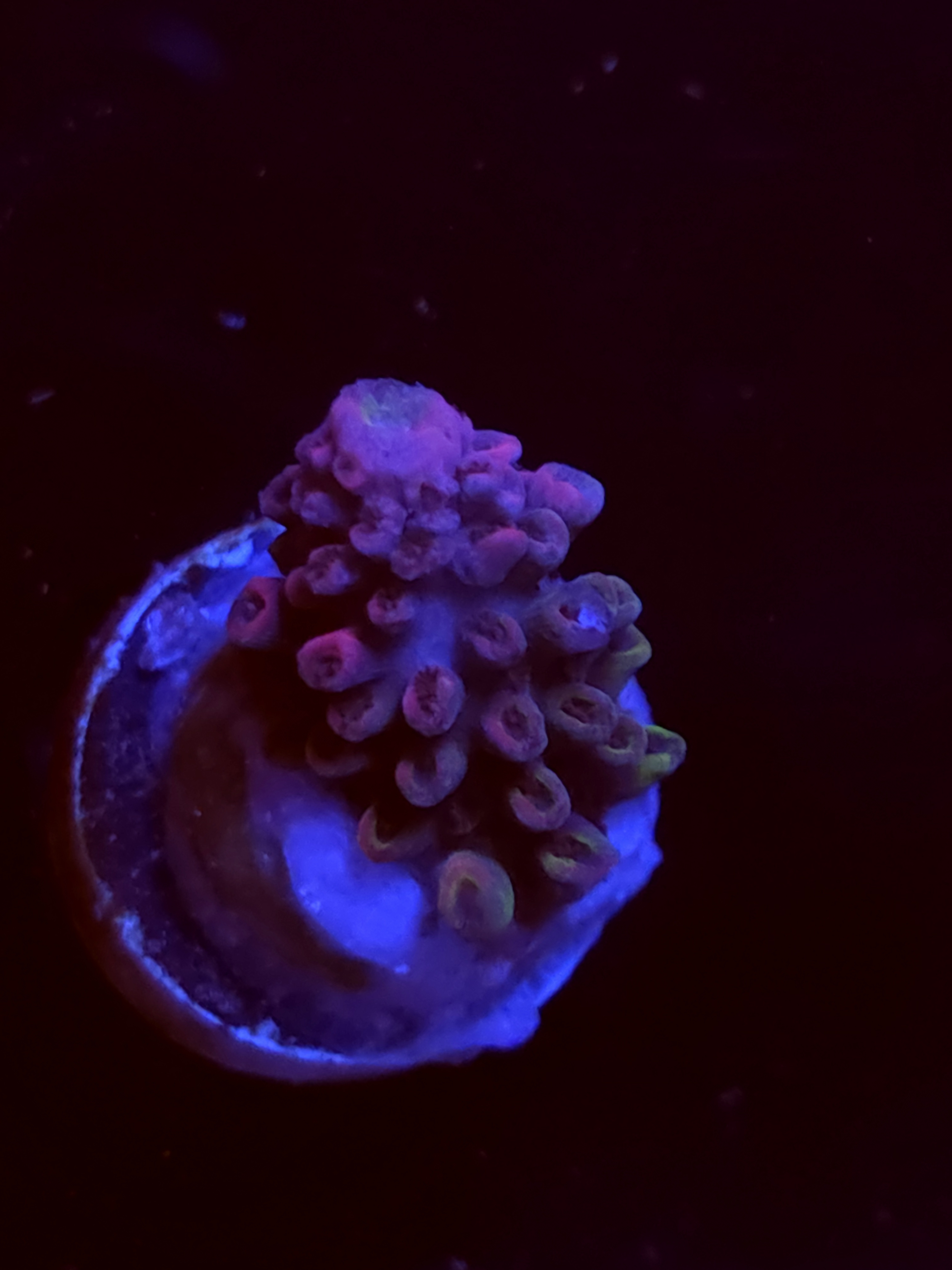 SBB "Mystery Signature" Acro Small Branch