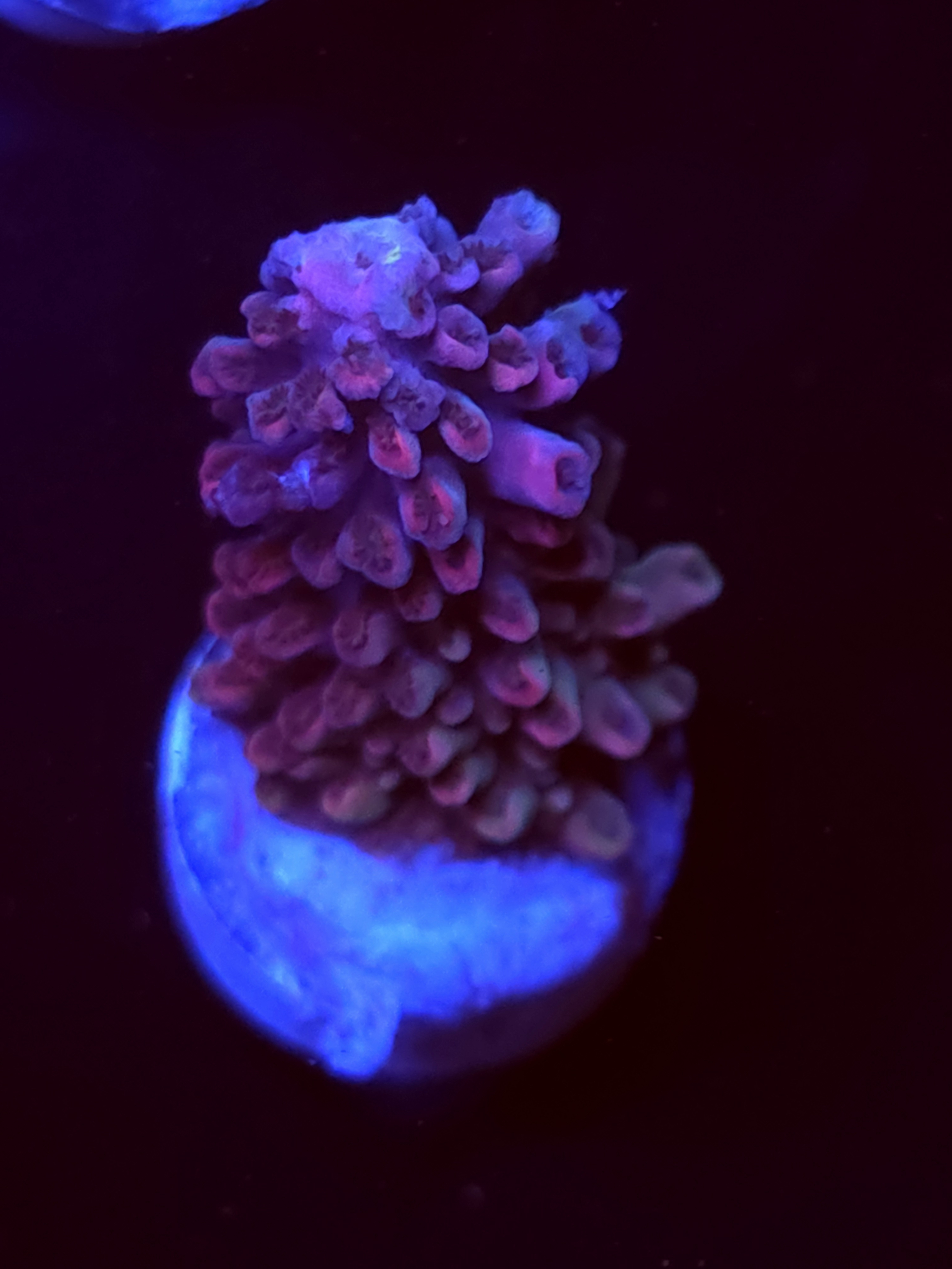 SBB "End Game" Acro Medium Branch