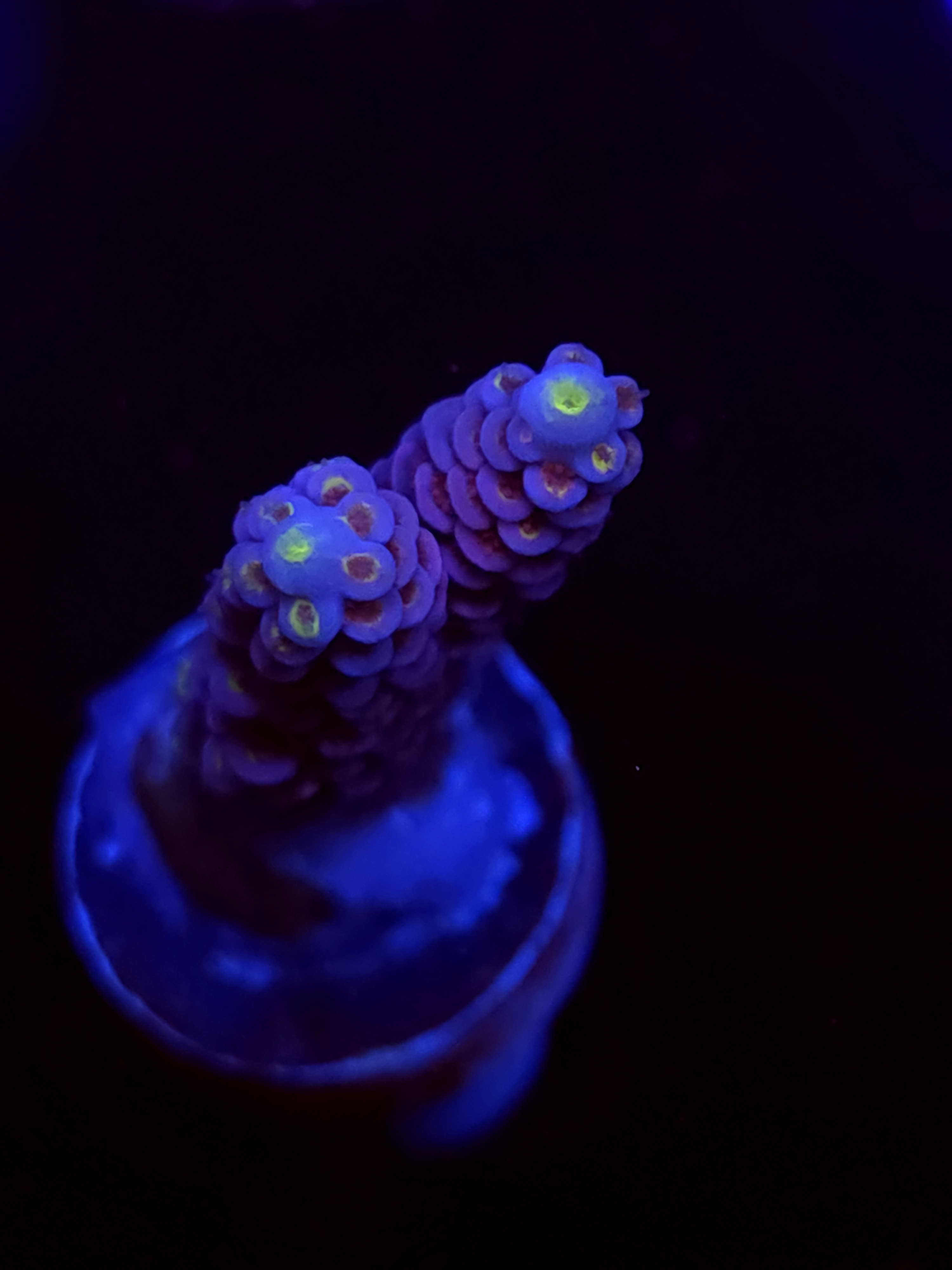 SBB "Radio Active" Acro Large 2 Branch