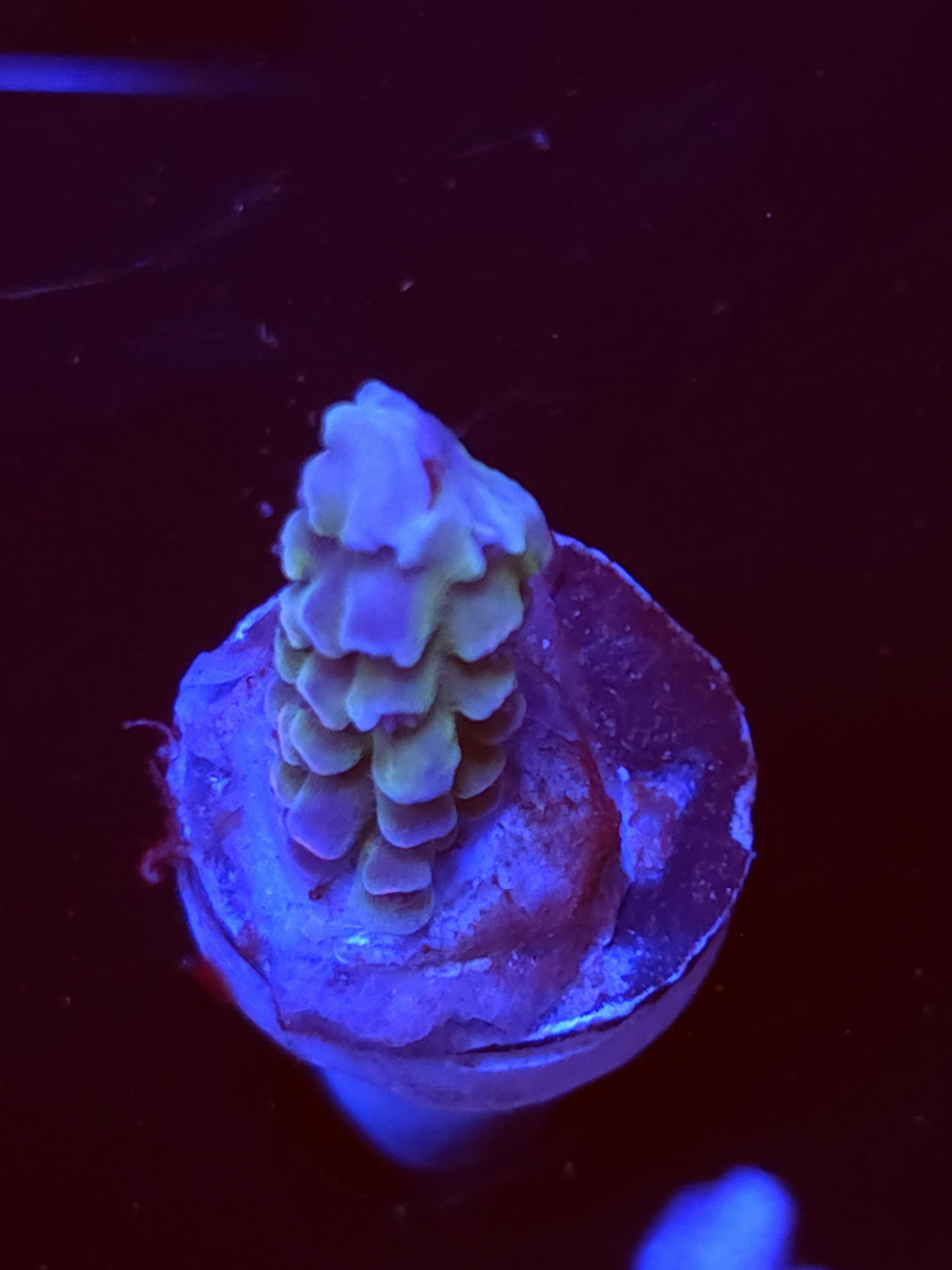 SBB "Vibranium" Acro Medium Branch