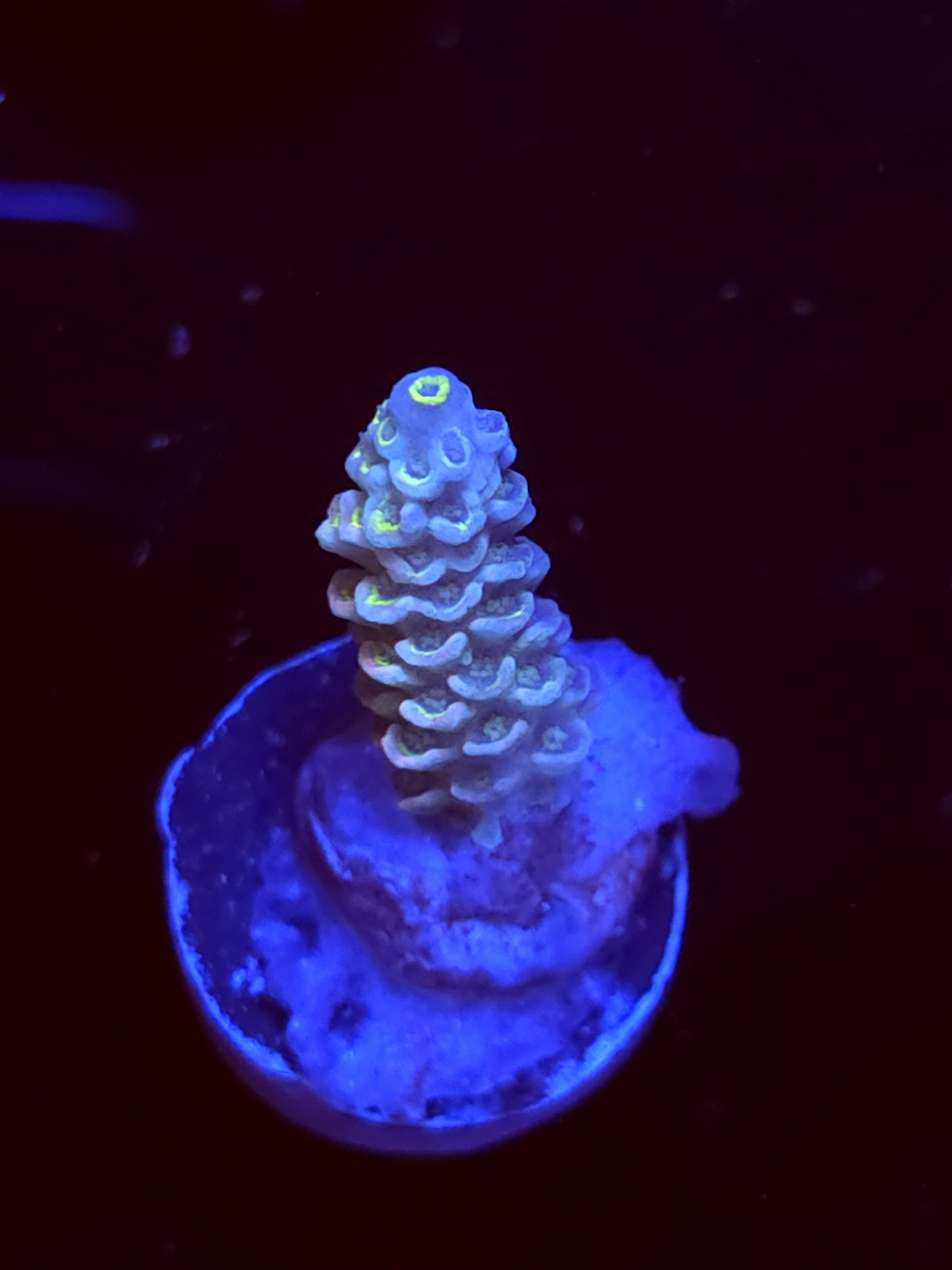 SBB "Mystery Signature" Acro Medium Branch