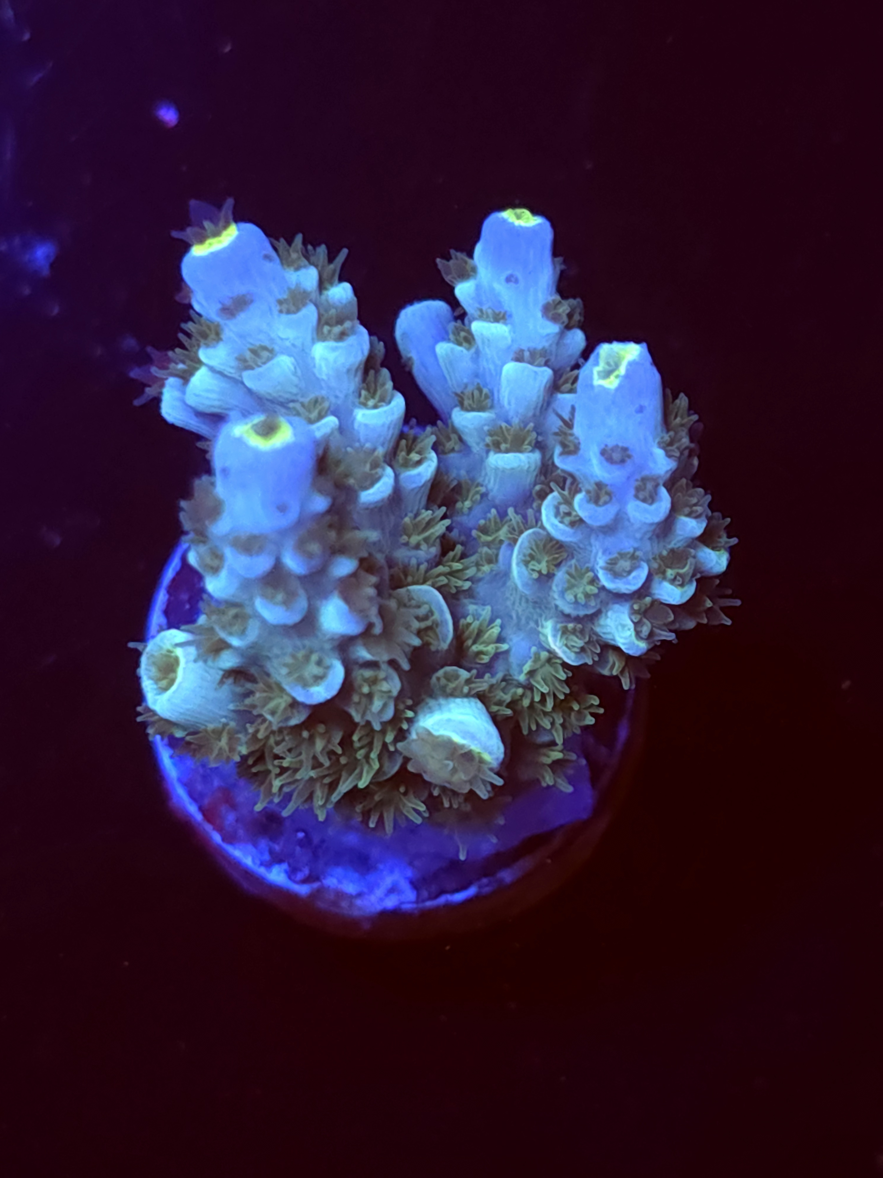 SBB "Neon Rose" Acro Medium Multibranch