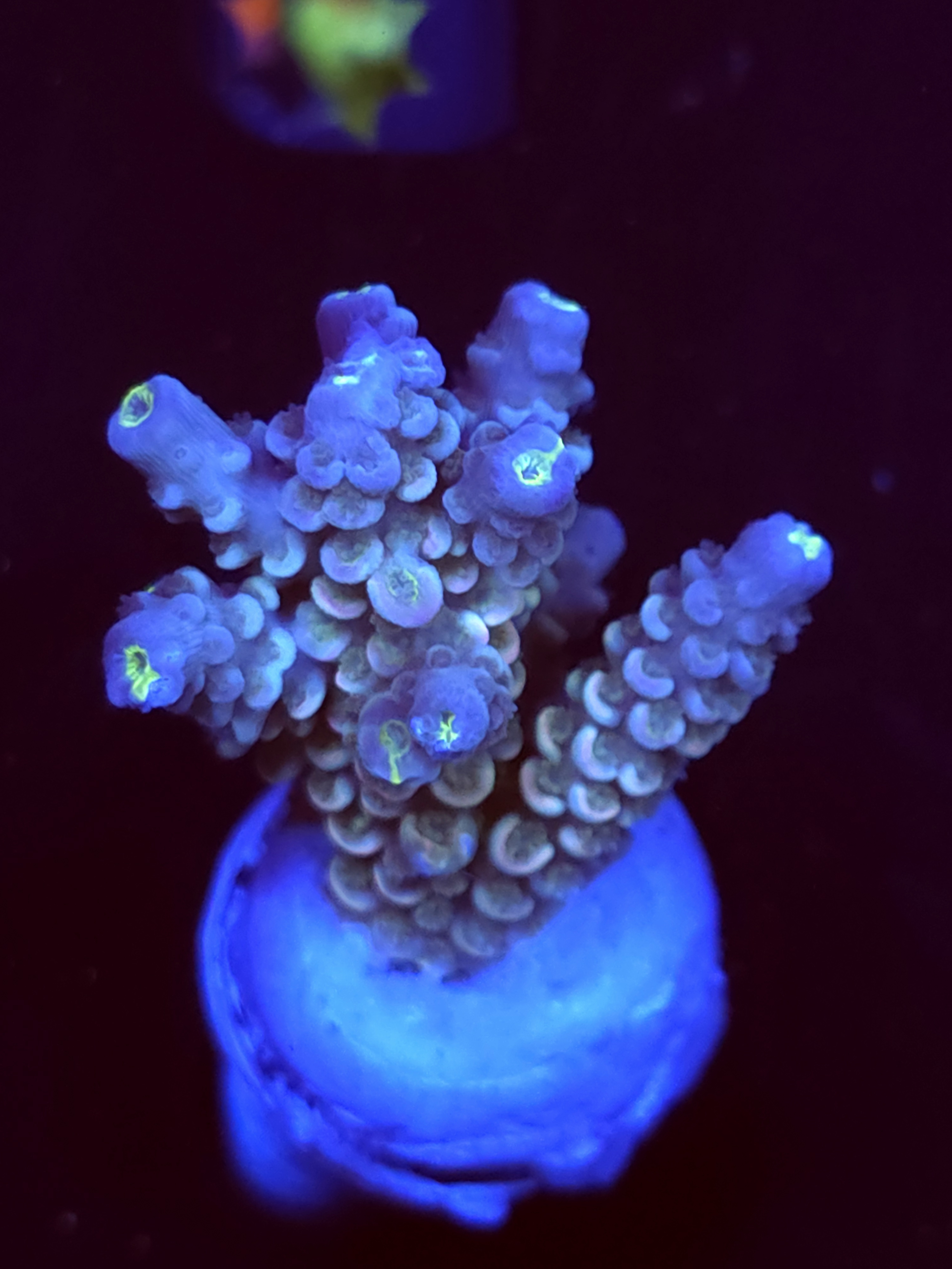 SBB "Disney Error" Acro Medium Multibranch