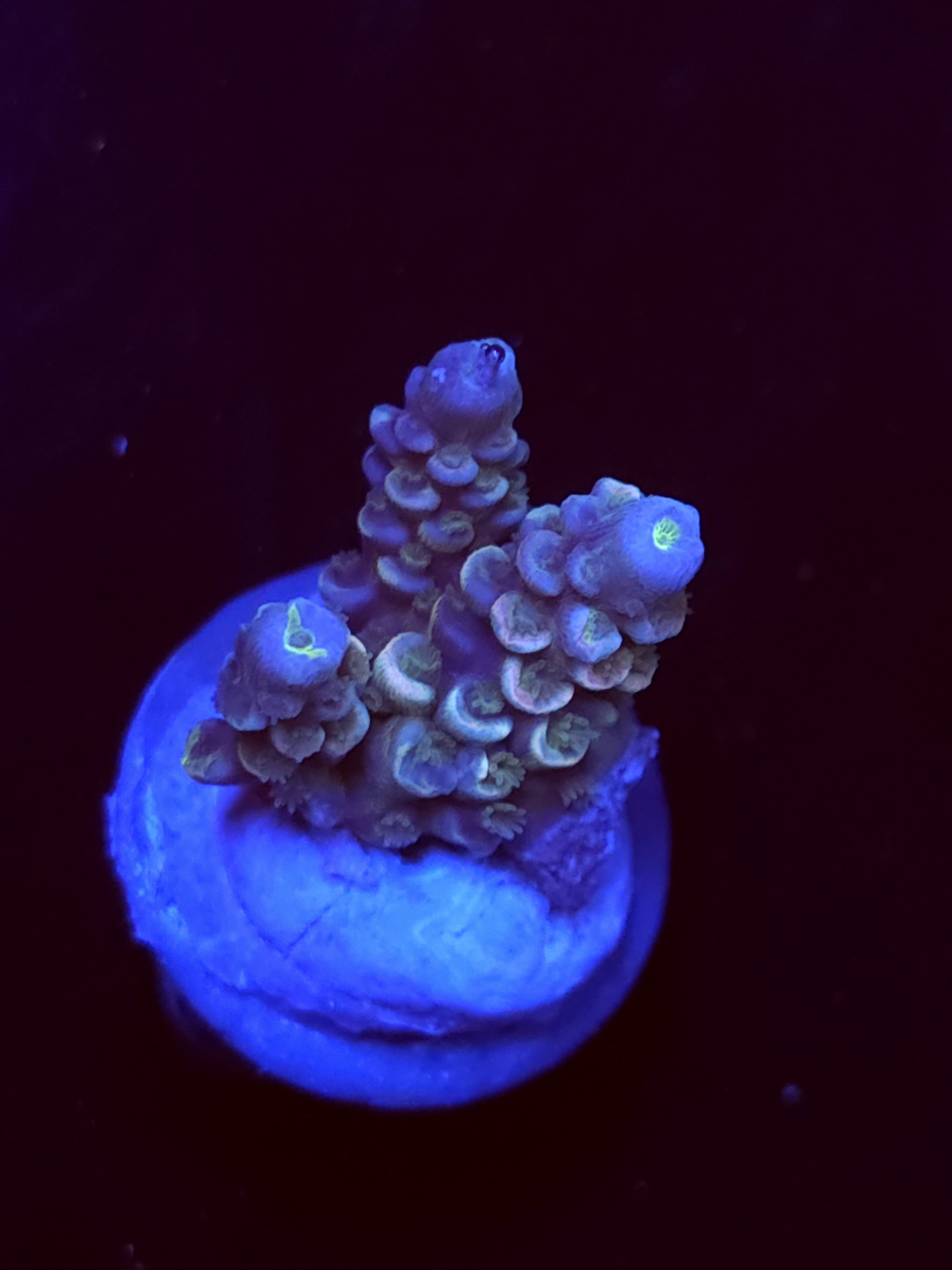 SBB "Disney Error" Acro Small 3 Branch