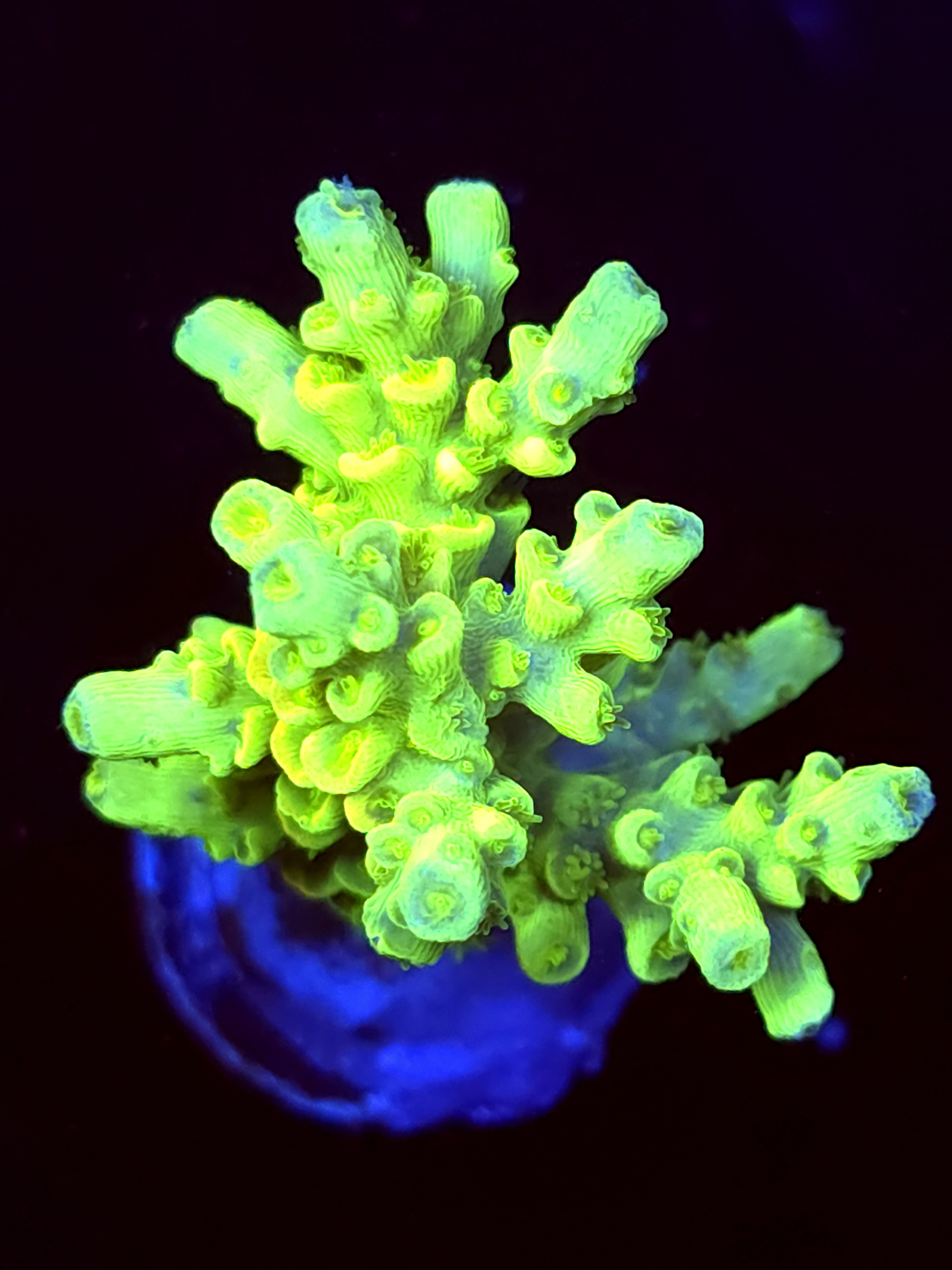 SBB "Mystery Signature" Acro Large Multibranch