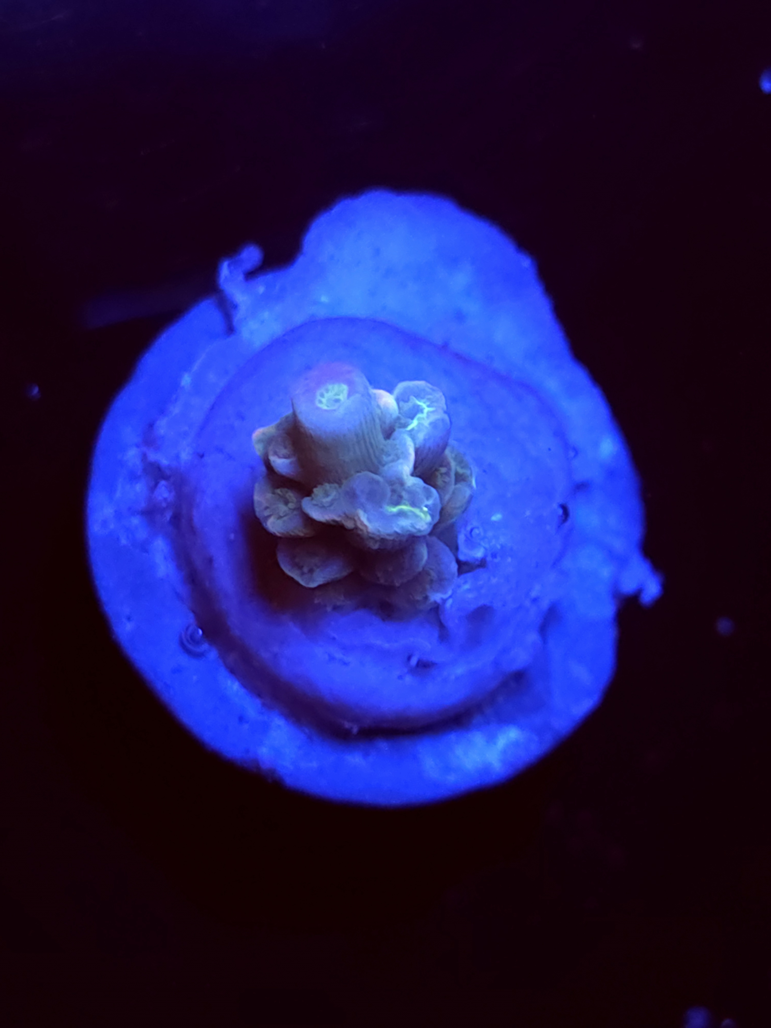 SBB "Mystery Signature" Acro Tiny Branch