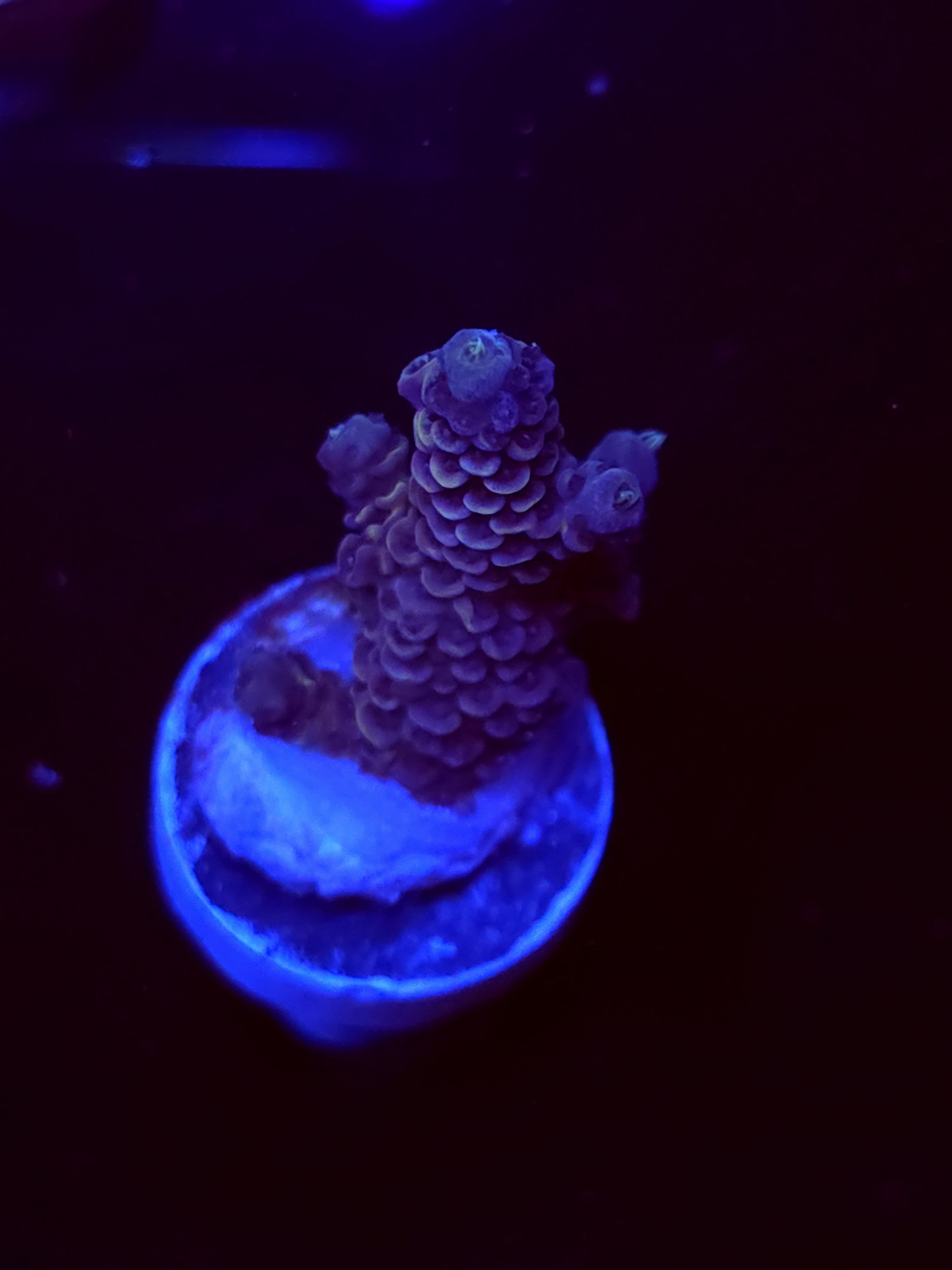 SBB "Toxic Sugar" Acro Small Branch