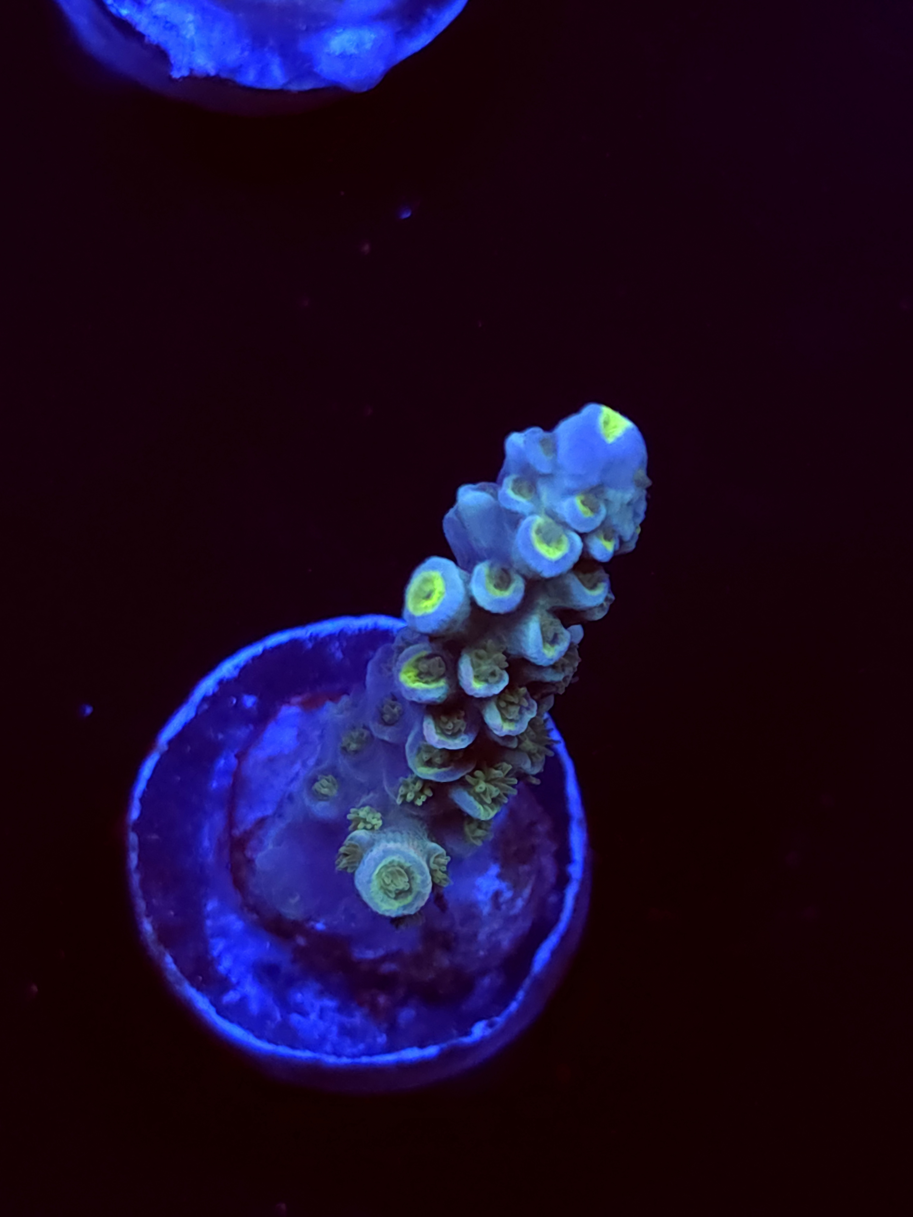 SBB "Neon Rose" Acro Medium Branch