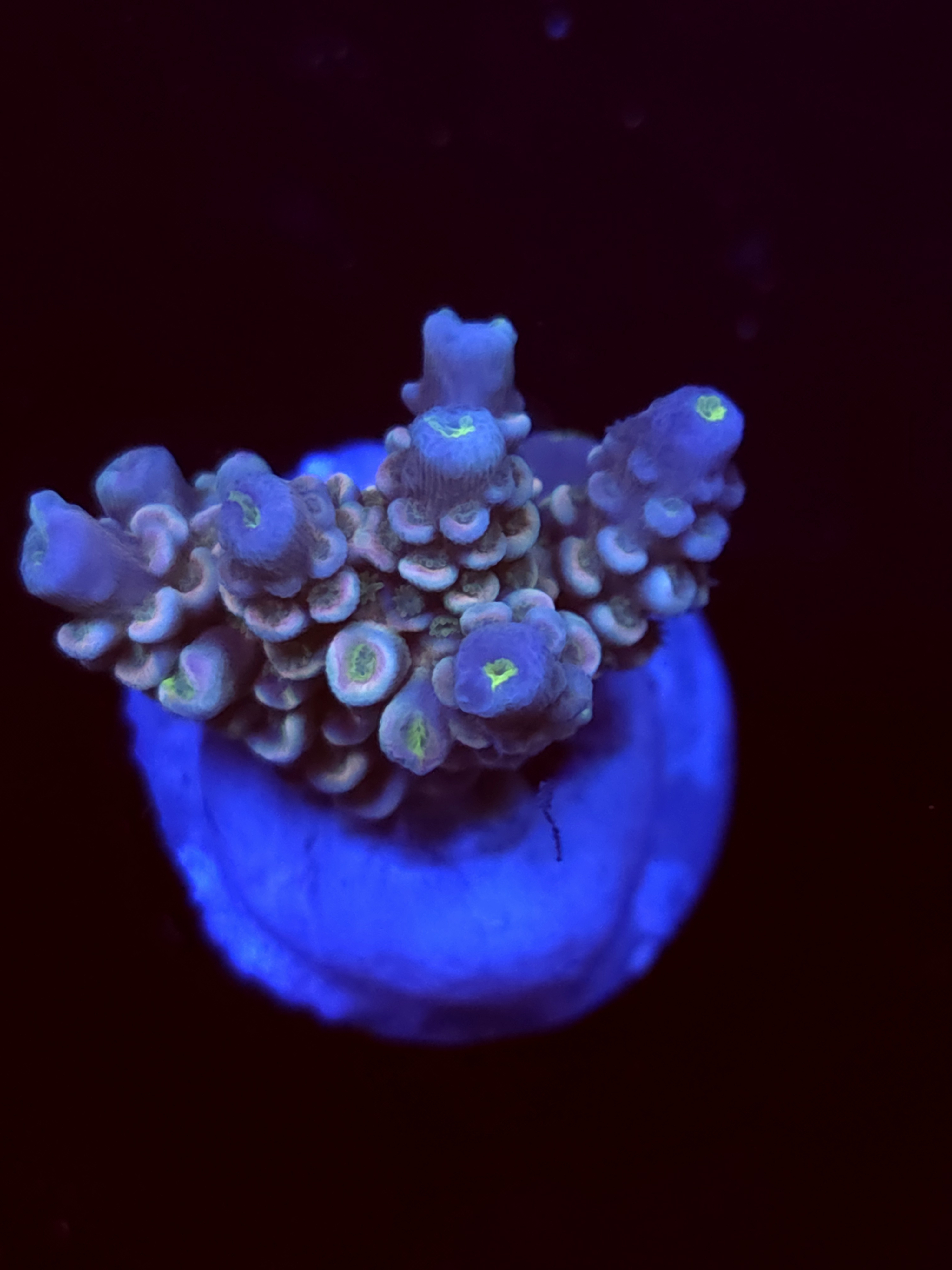 SBB "Mystery Signature" Acro Small Chunky