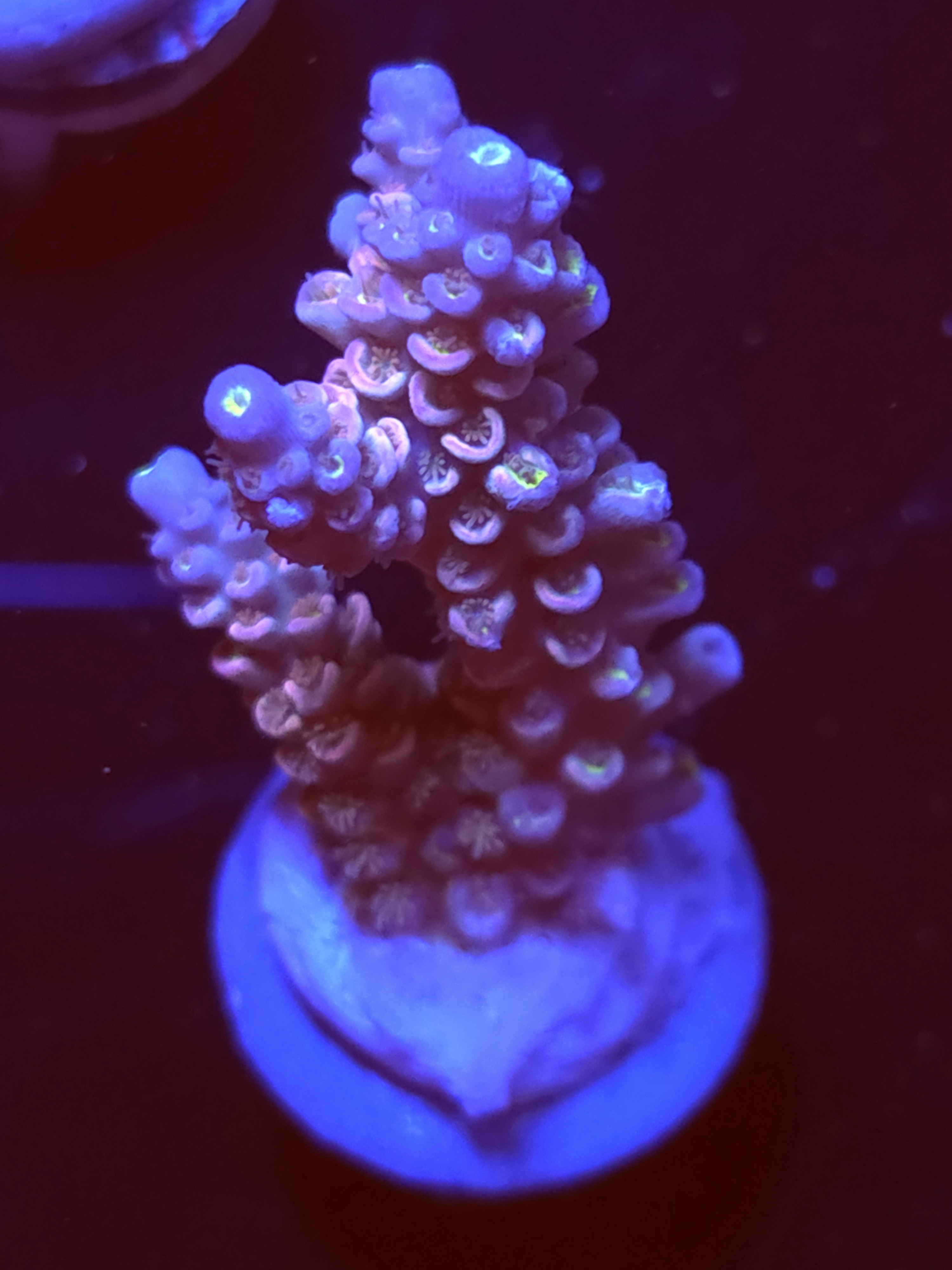 SBB "Kiss Bliss" Acro Large 2 Branch