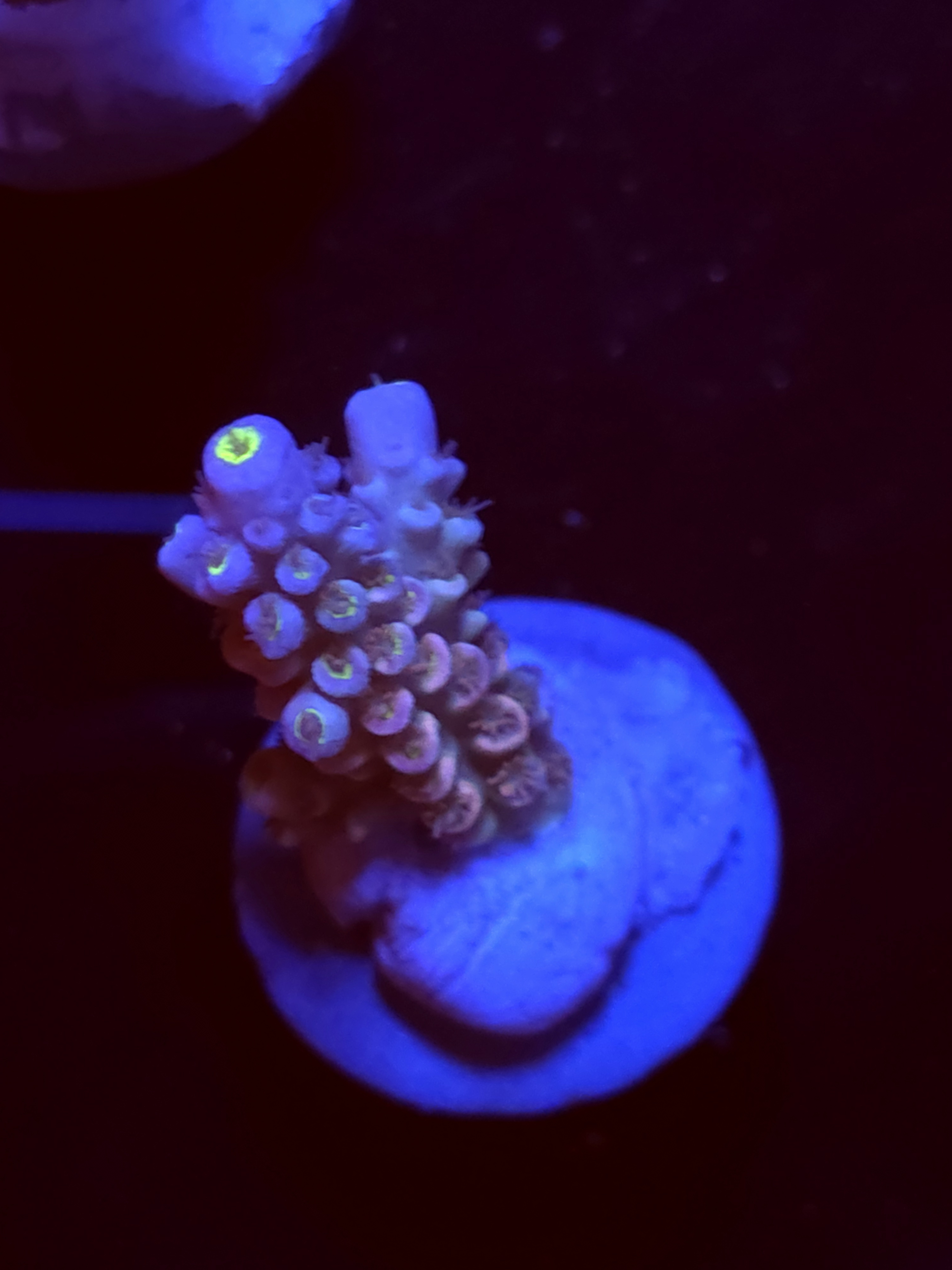 SBB "Mystery Signature" Acro Medium Branch