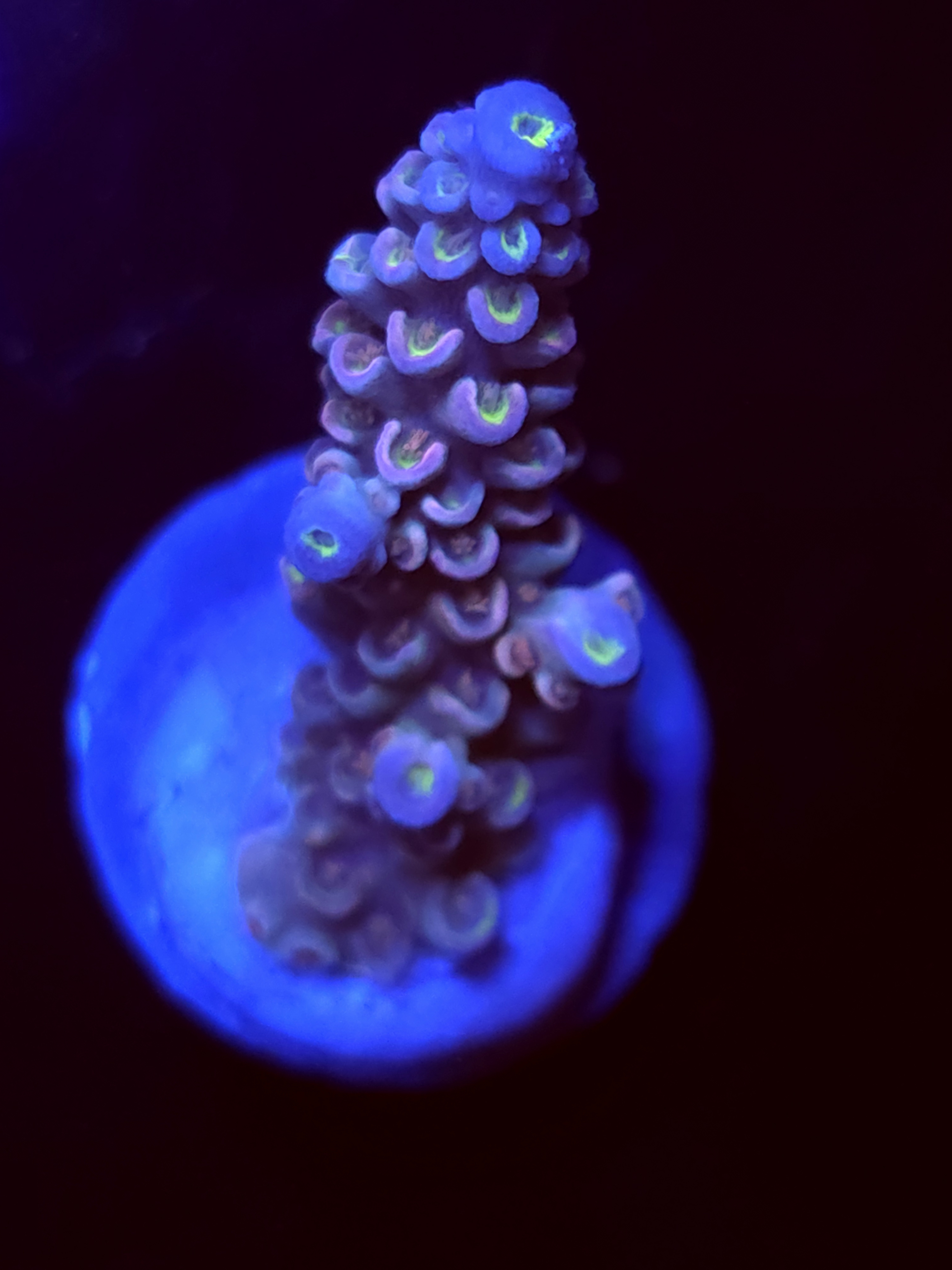 SBB "Kiss Bliss" Acro Medium Branch