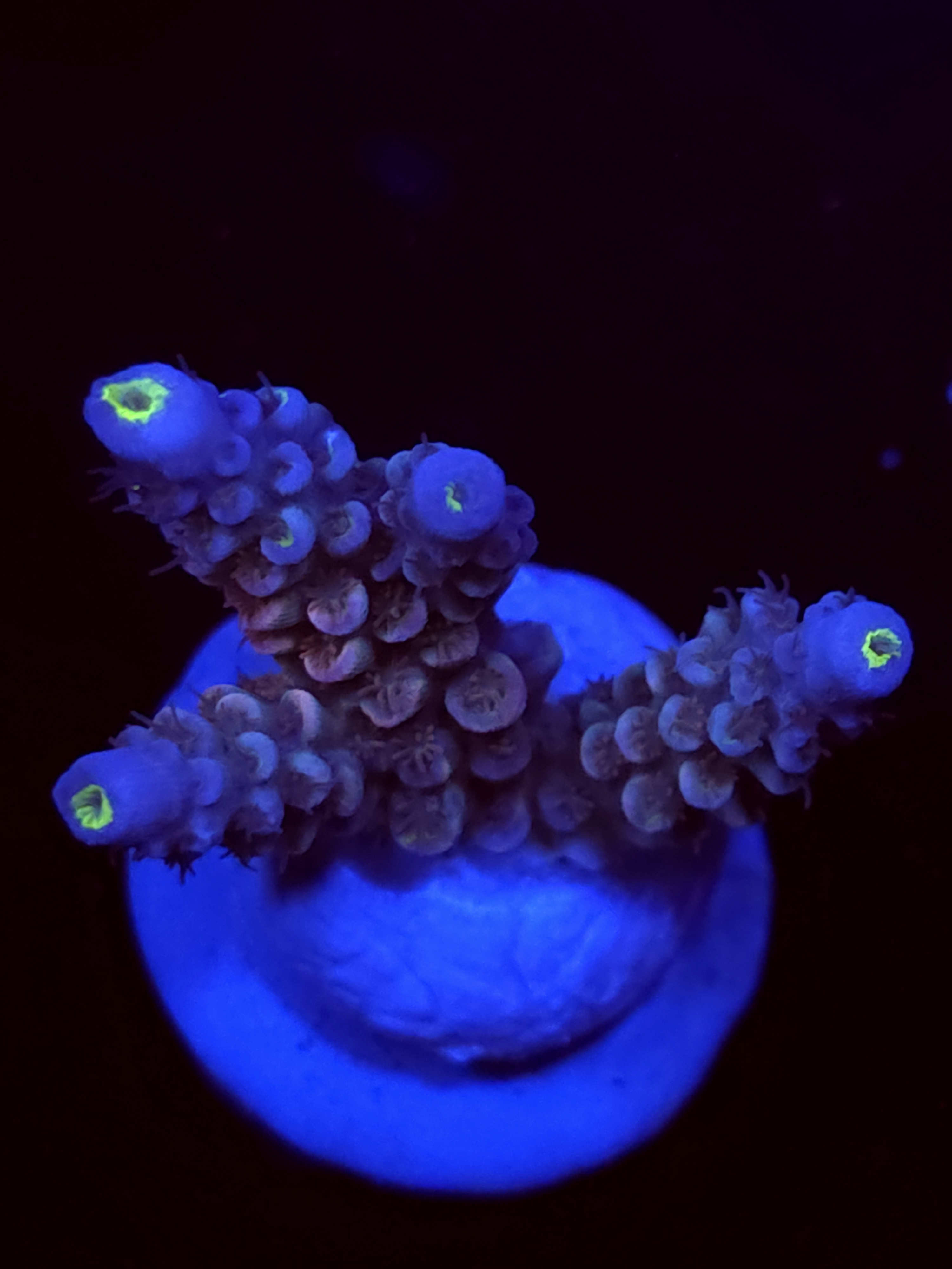 SBB "Kiss Bliss" Acro Medium 3 Branch