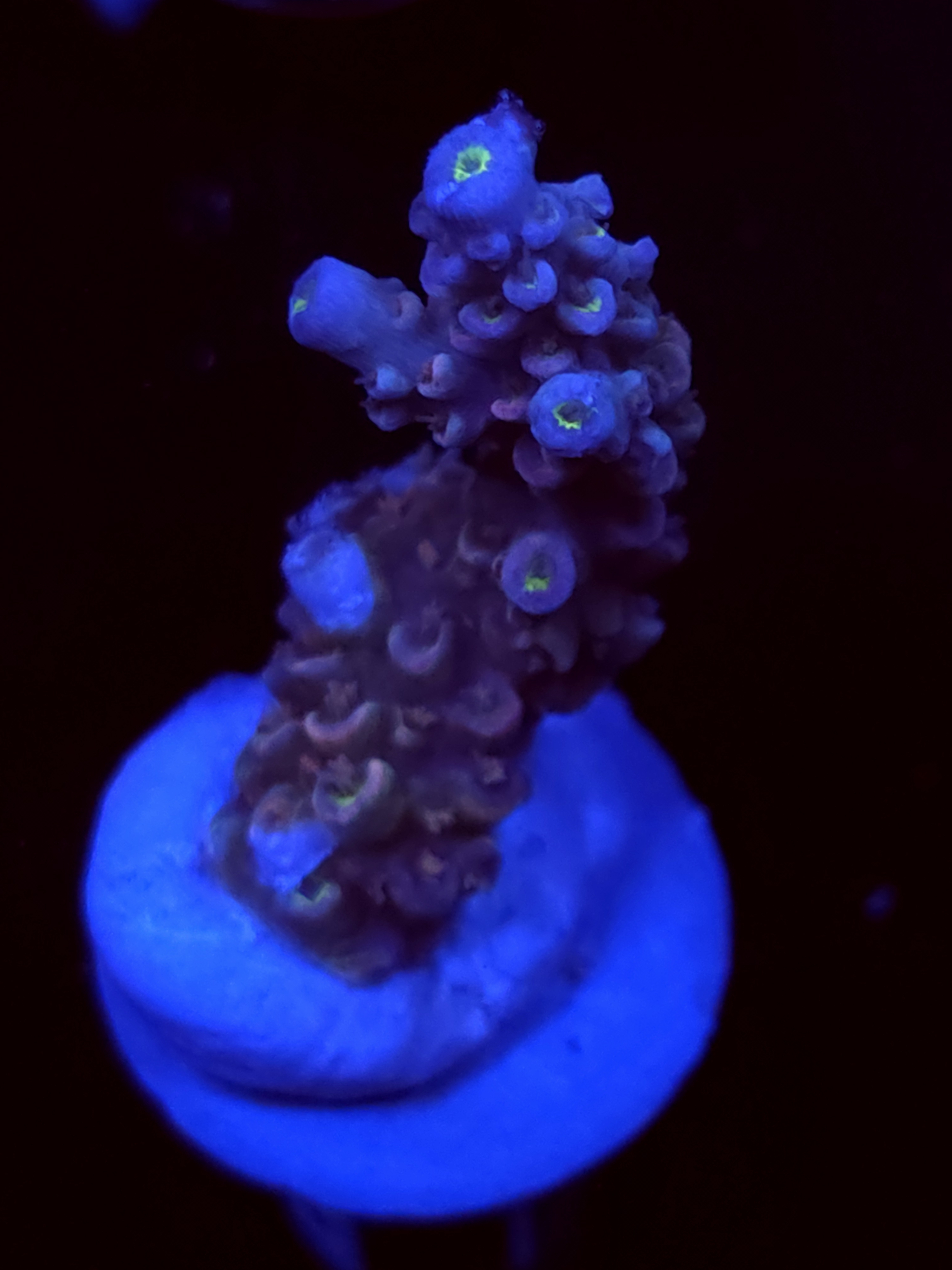 SBB "Mystery Signature" Acro Medium Branch