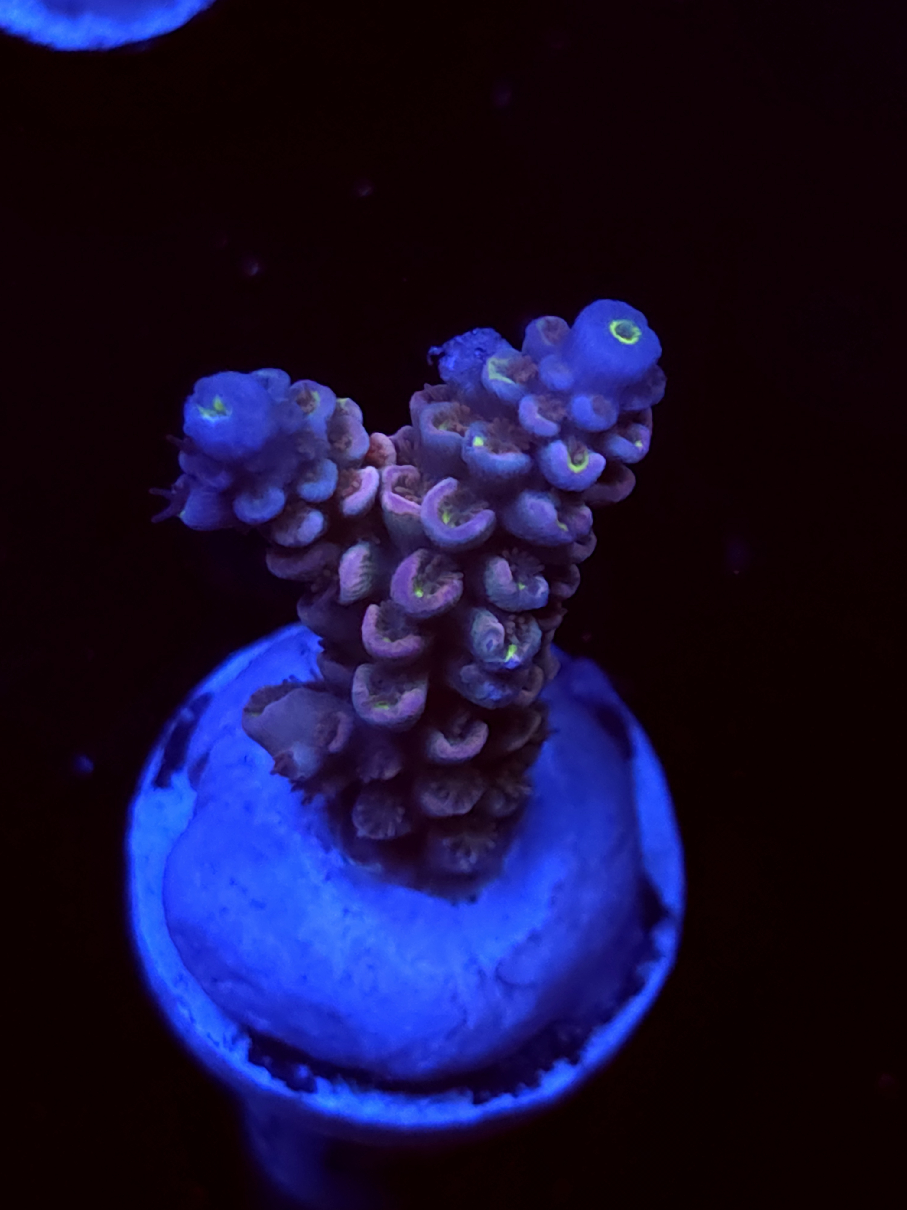 SBB "Kiss Bliss" Acro Medium Branch