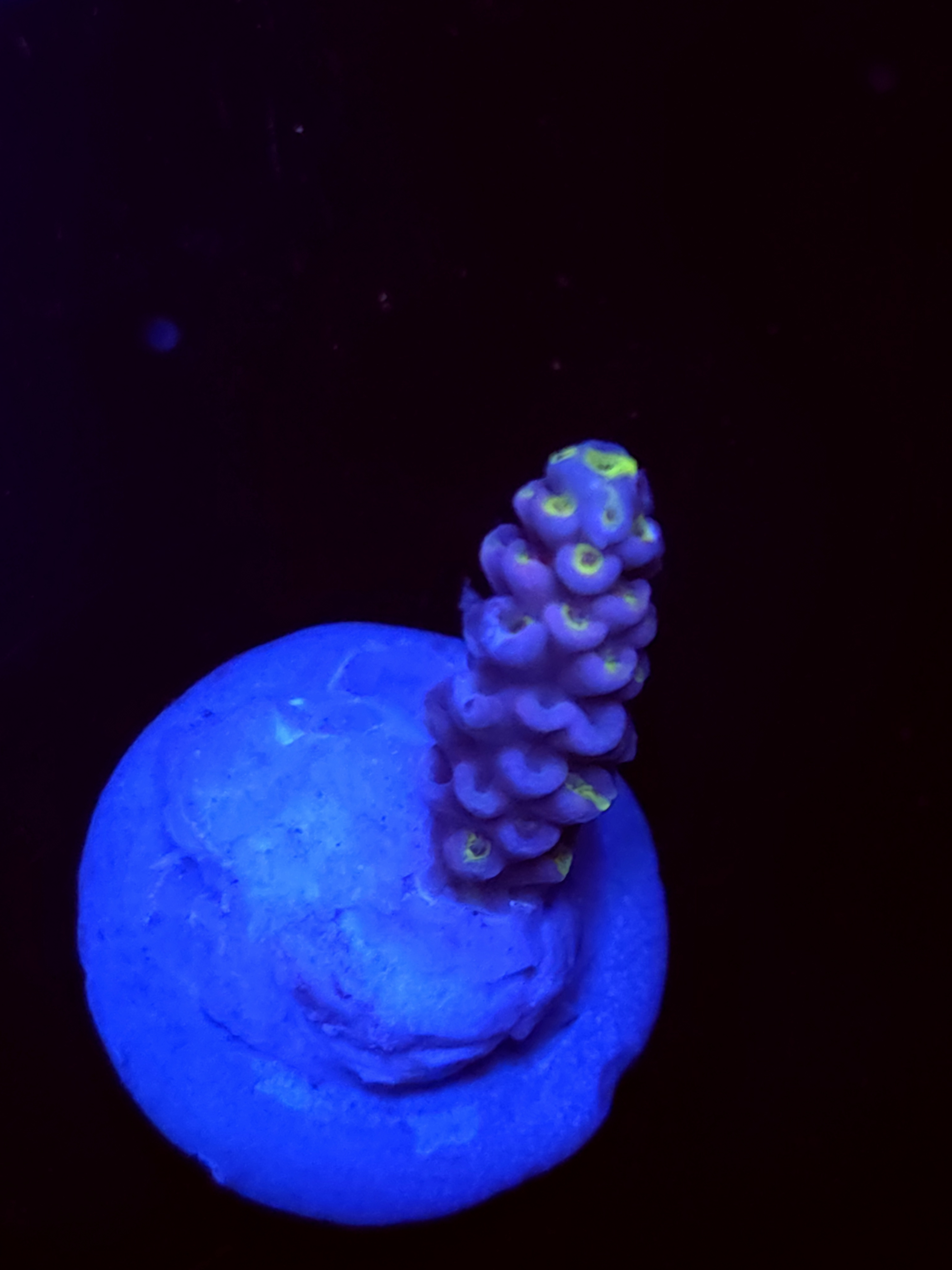 SBB "Tease Breeze" Acro Small Branch