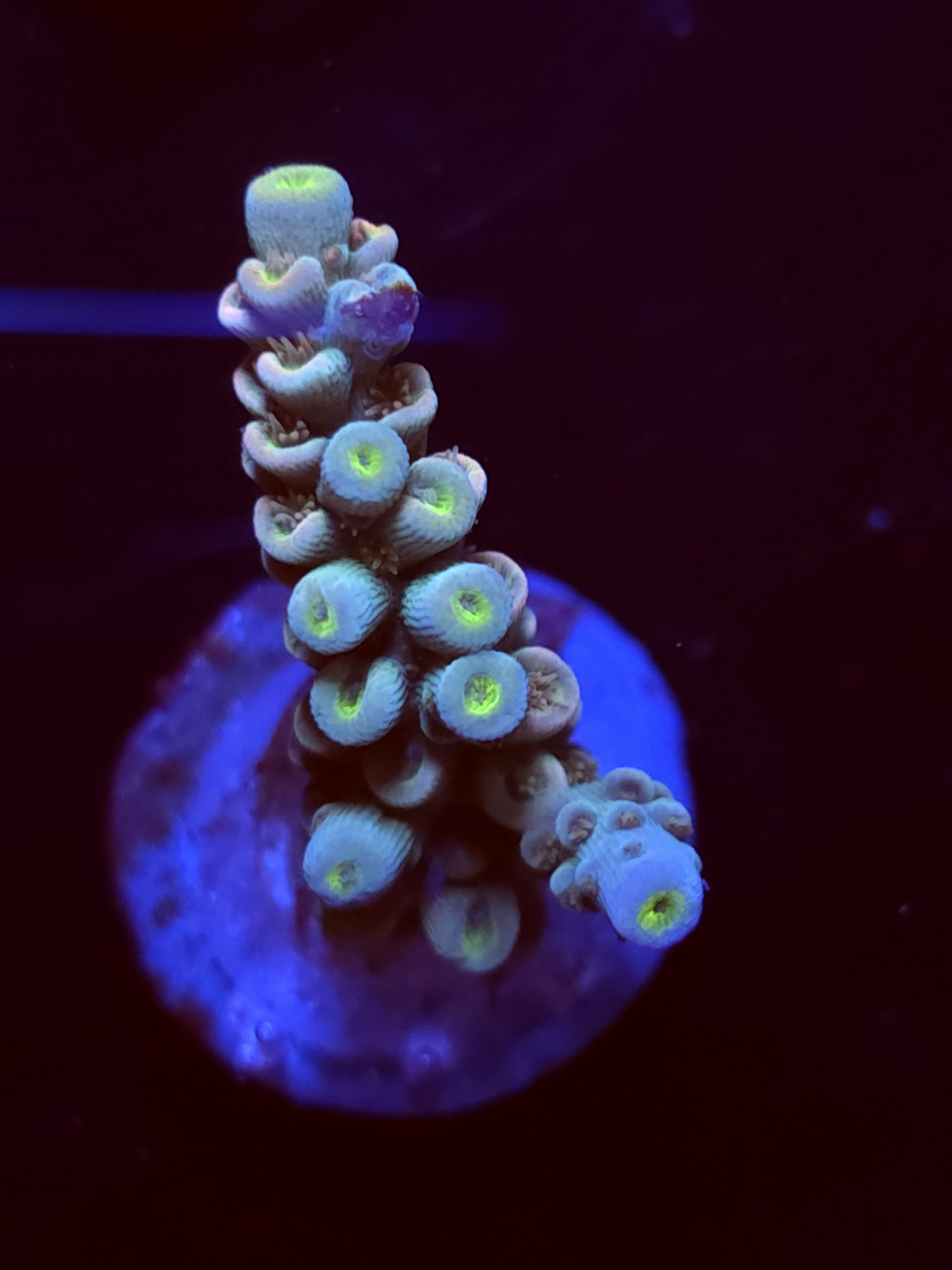 SBB "Bling Zing" Acro Medium Branch