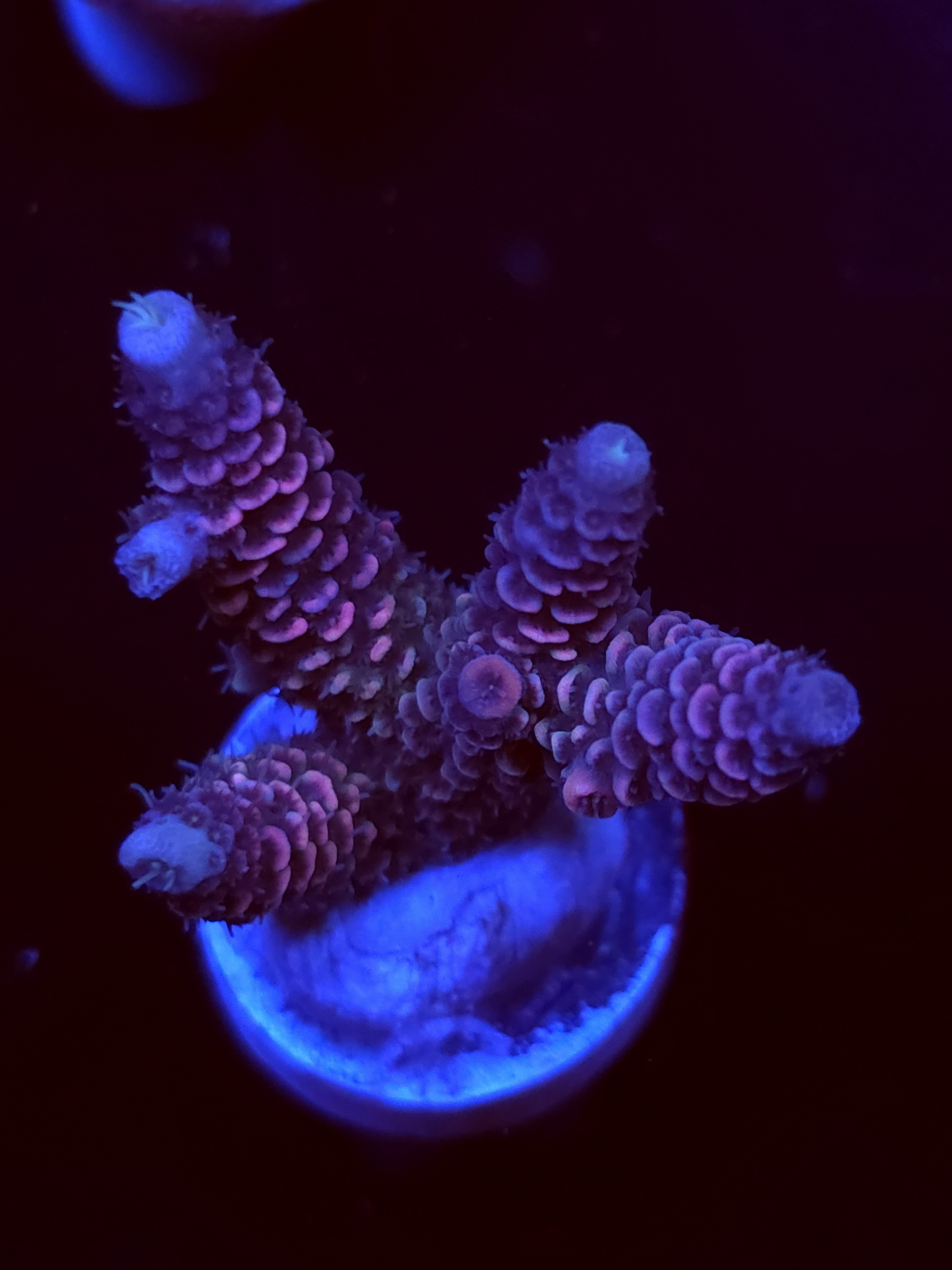 SBB "Mystery Signature" Acro Medium 3+ Branch